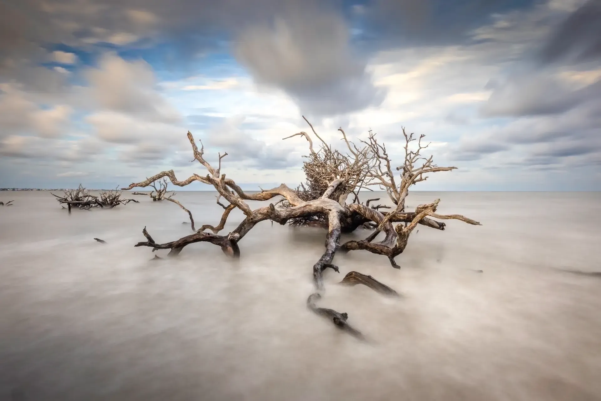 Driftwood on serene coastal waters