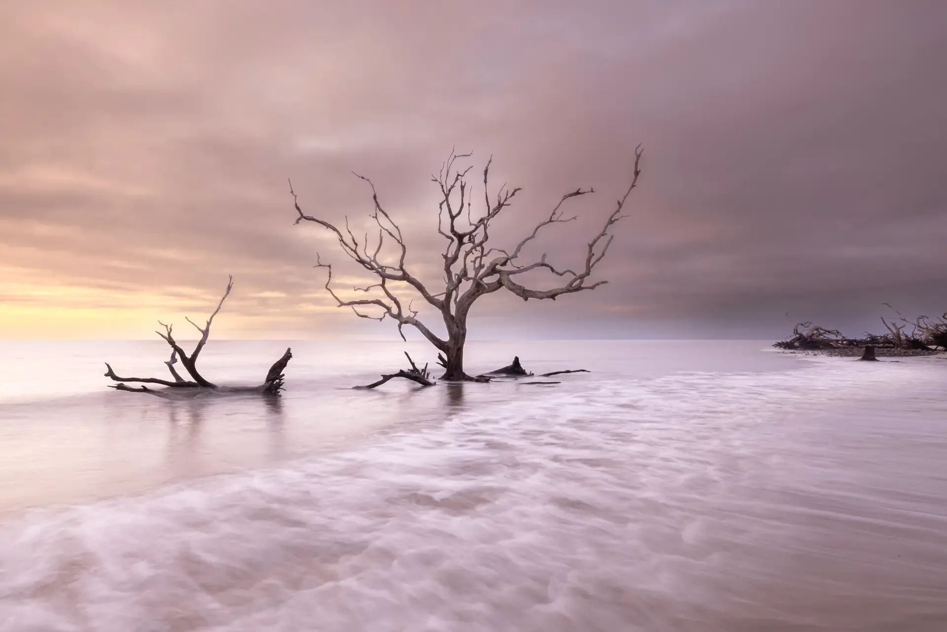 Lonely tree on serene beach