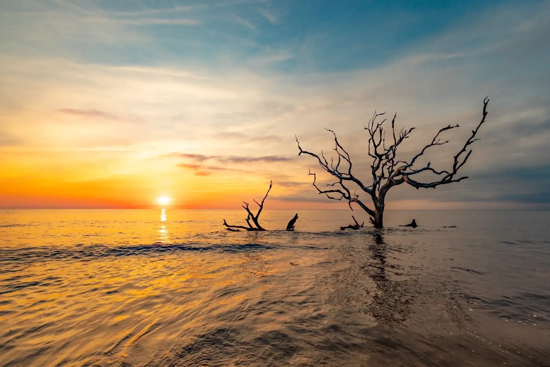 Sunset over water with dead tree