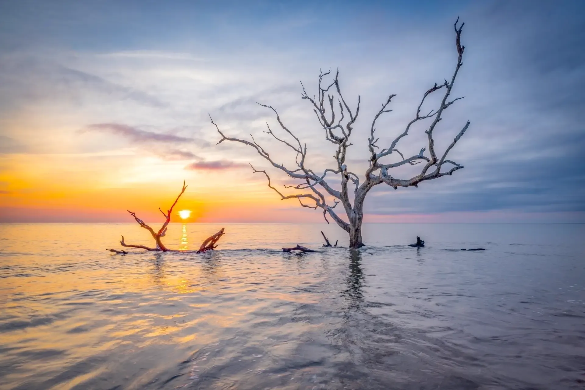 Sunset over water with dead trees