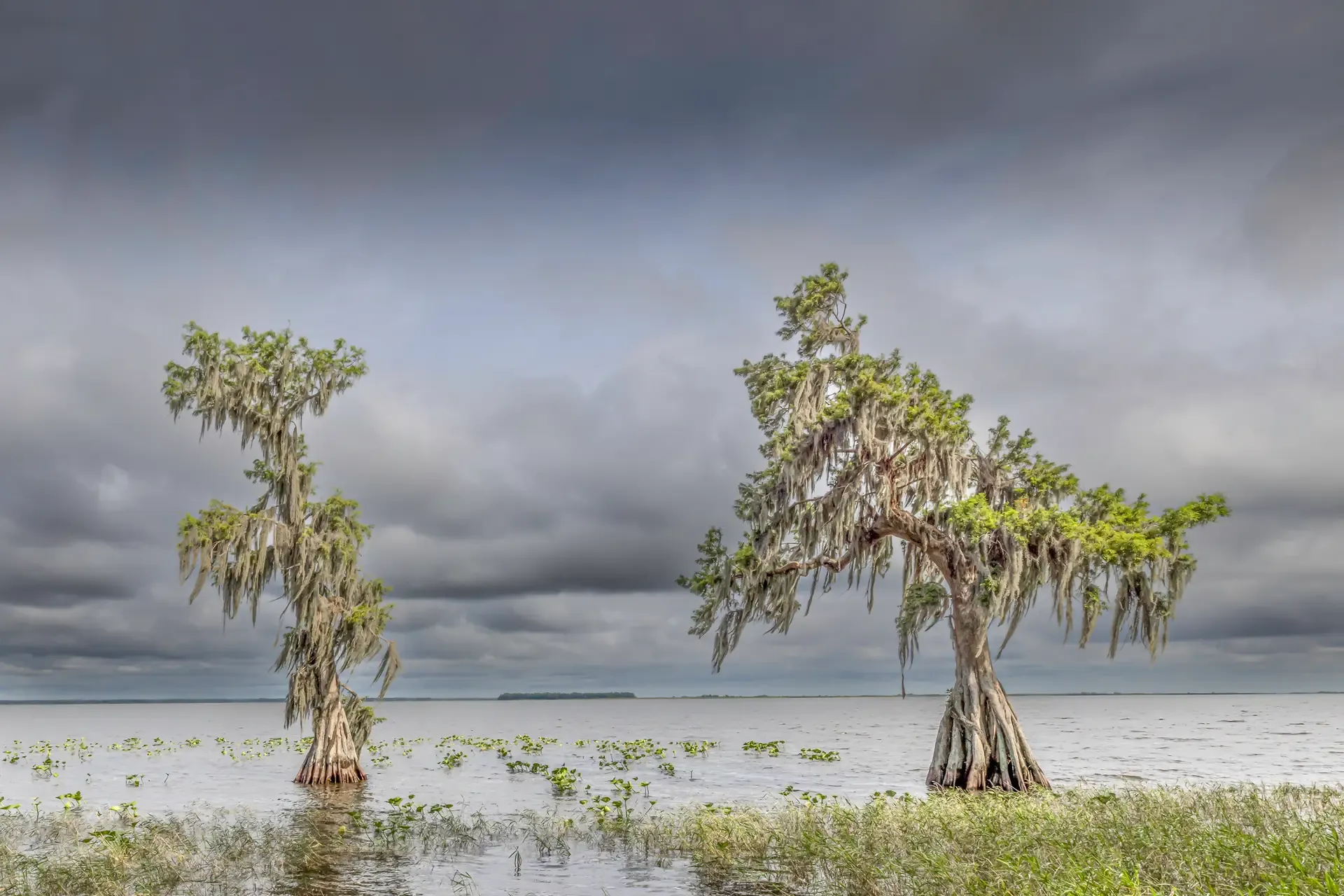 Cypress trees in calm lake setting