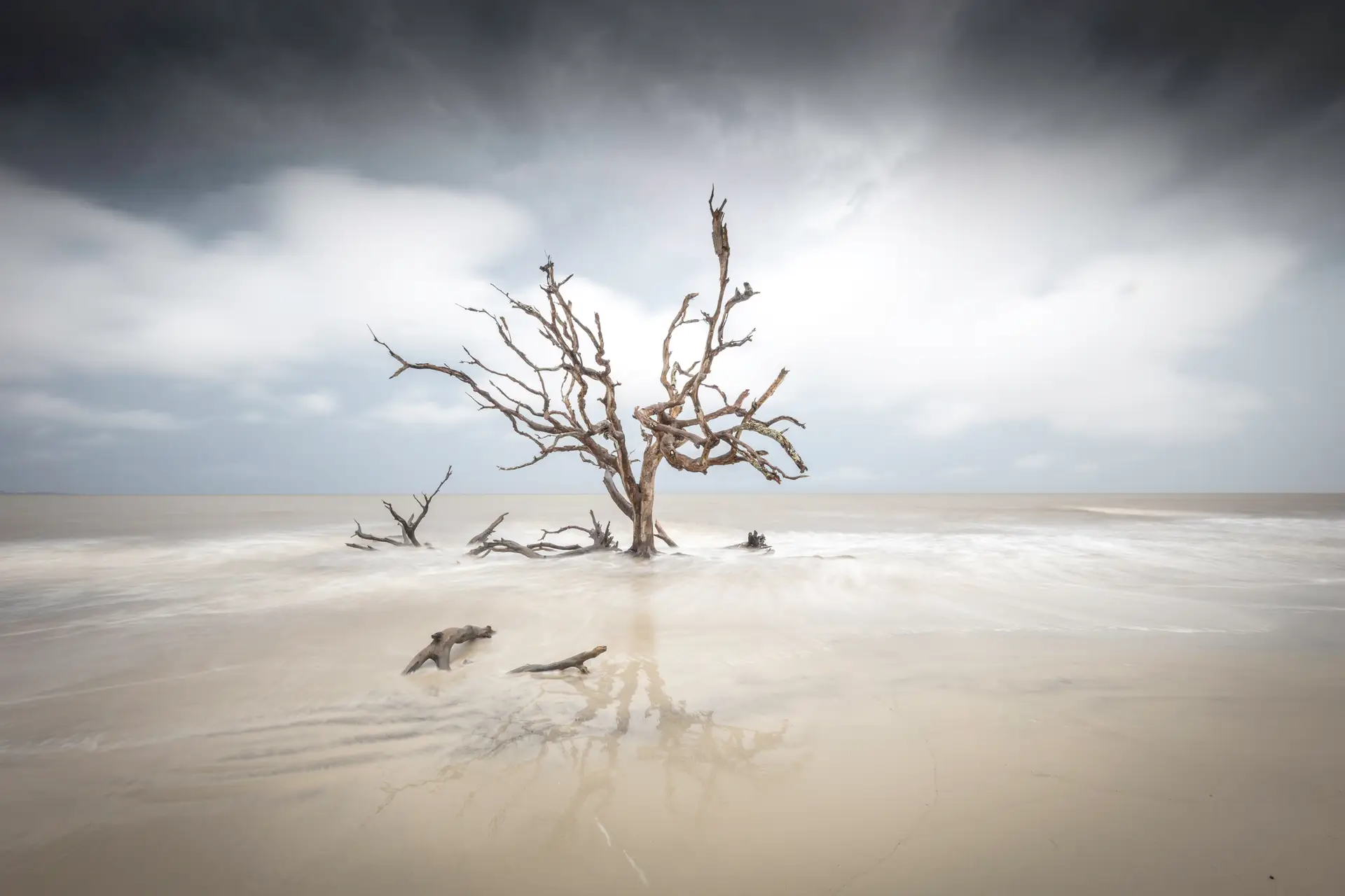 Lonely tree on a sandy shore