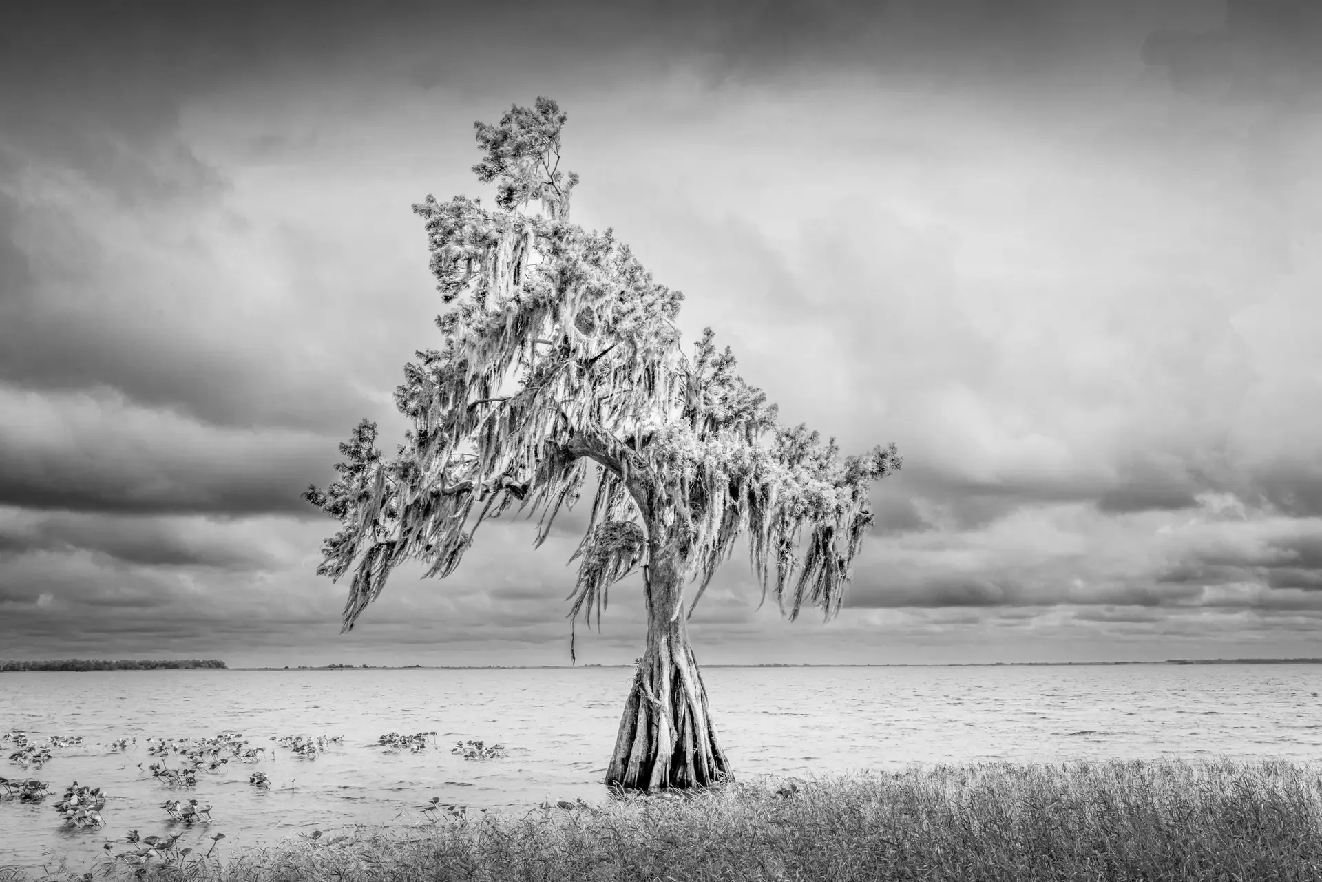 Lonely cypress tree by lake