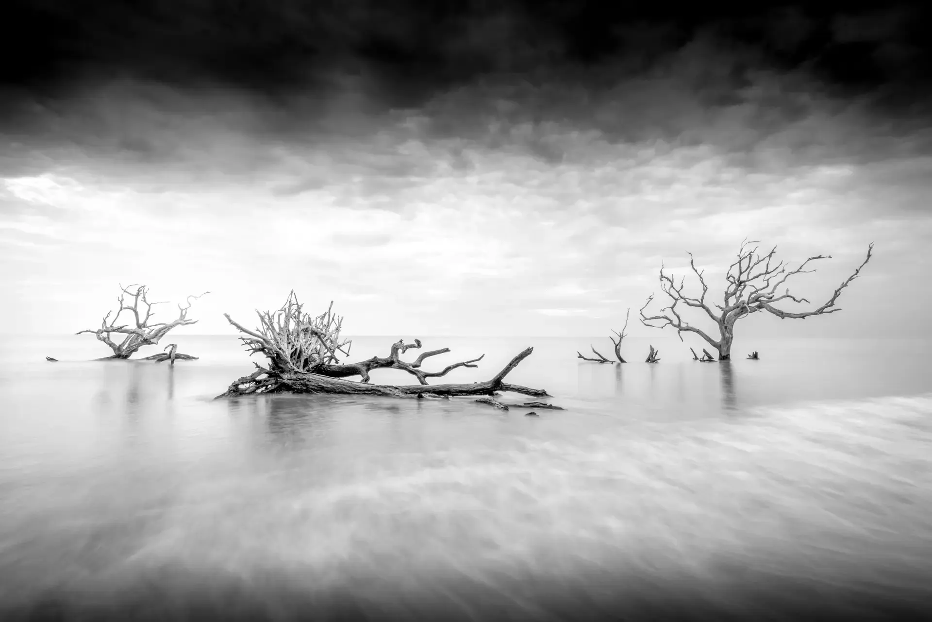 Barren trees in tranquil waterscape.
