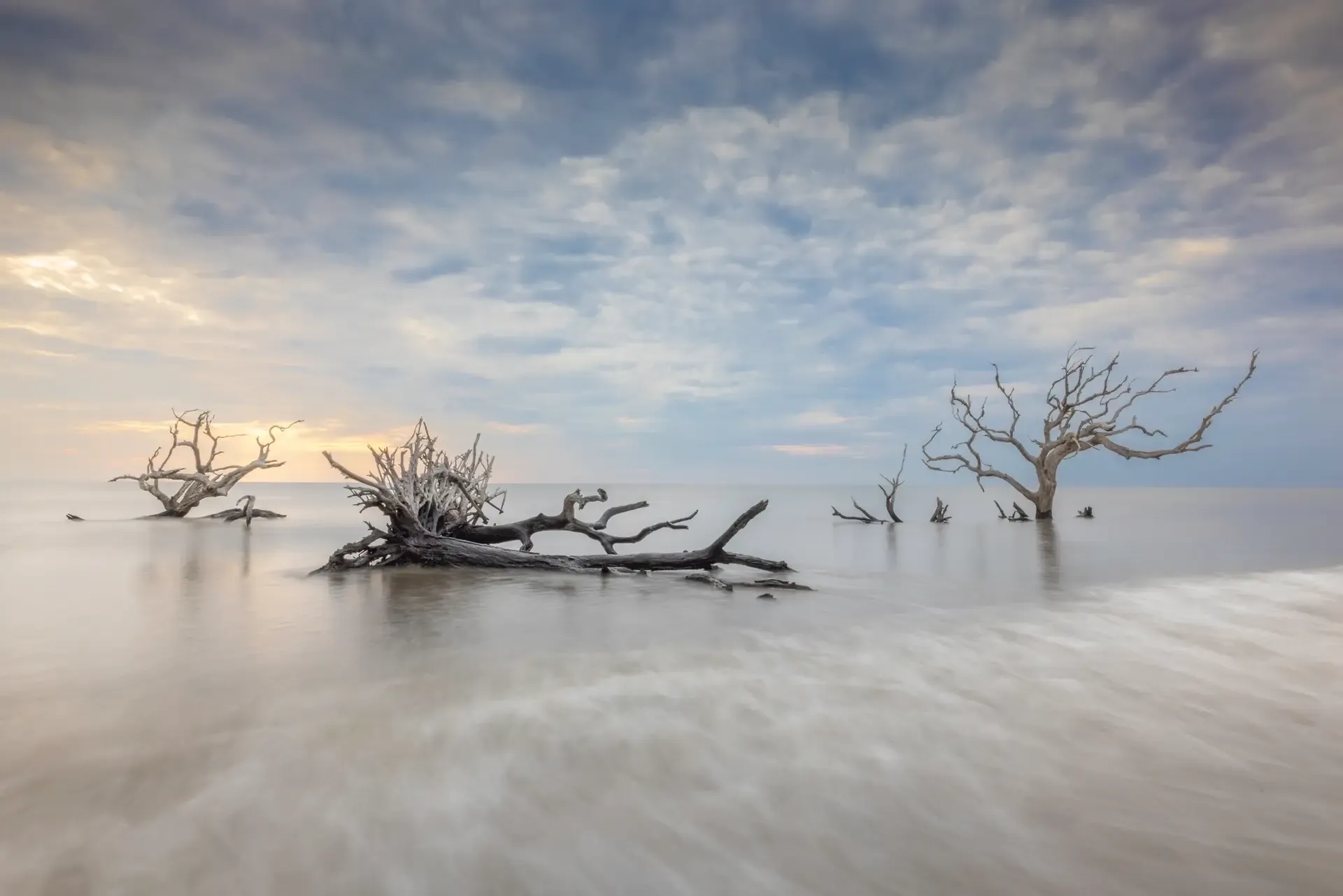 Barren trees on serene beach