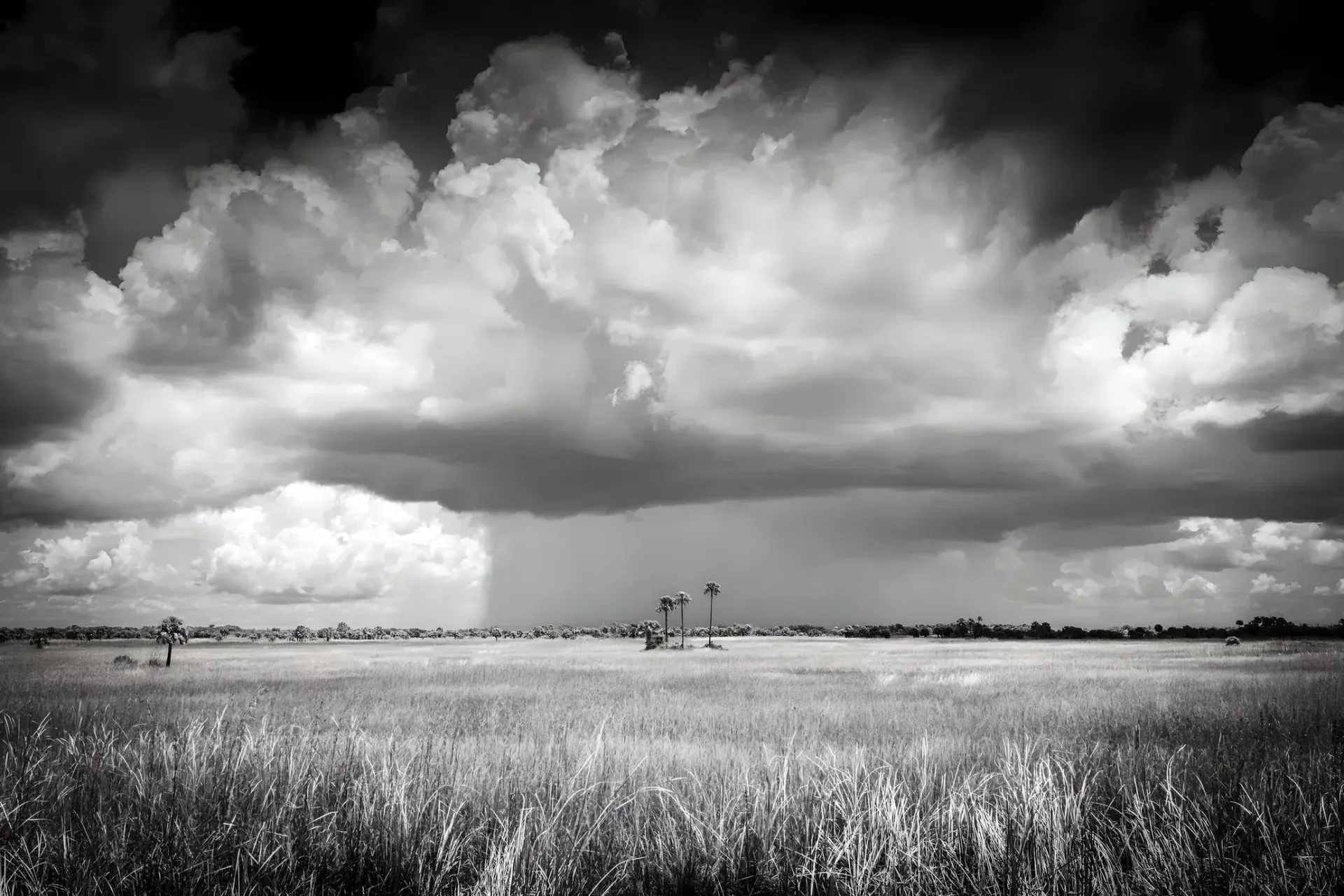 Dramatic clouds over grassy everglades landscape.