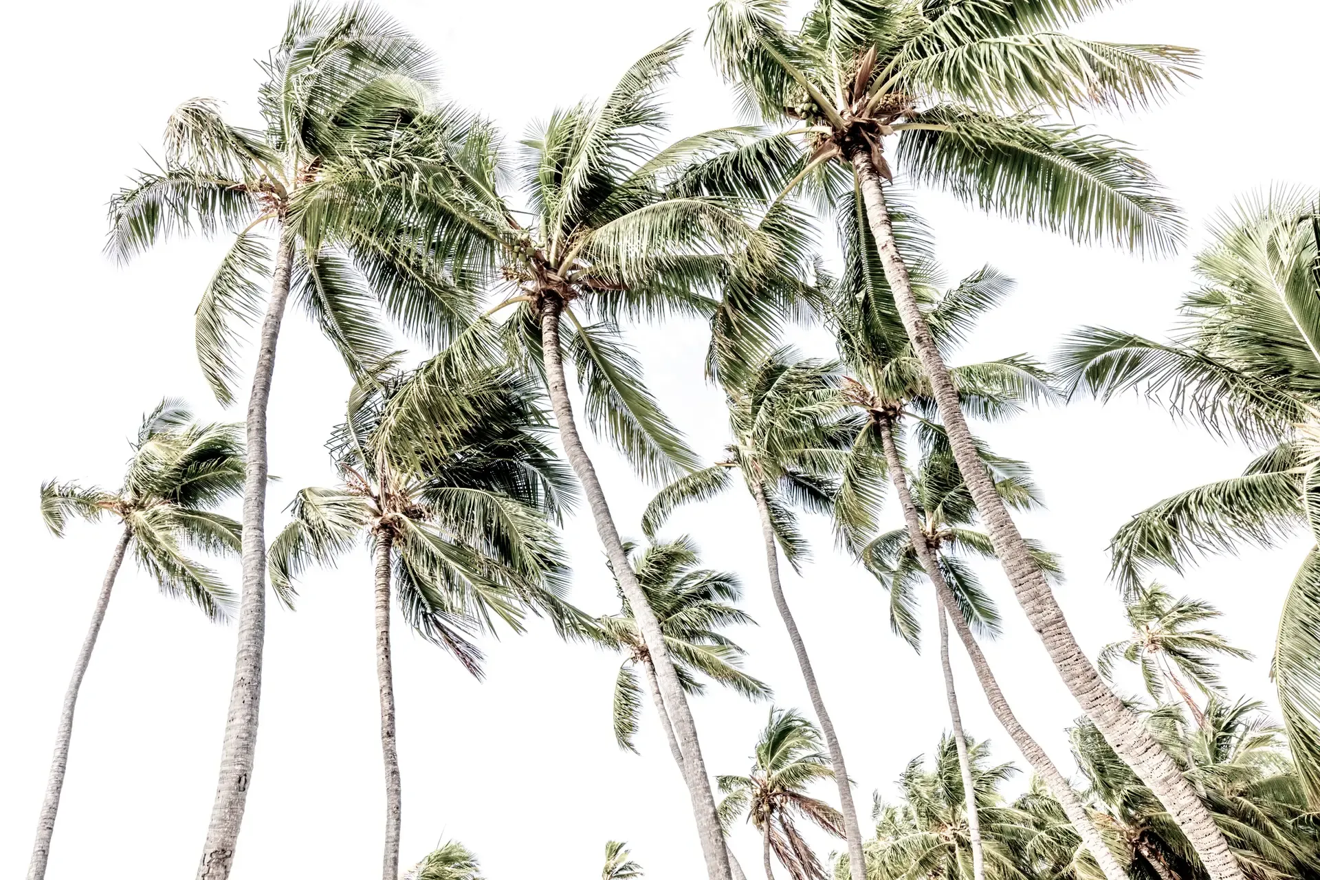Tall palm trees against white sky