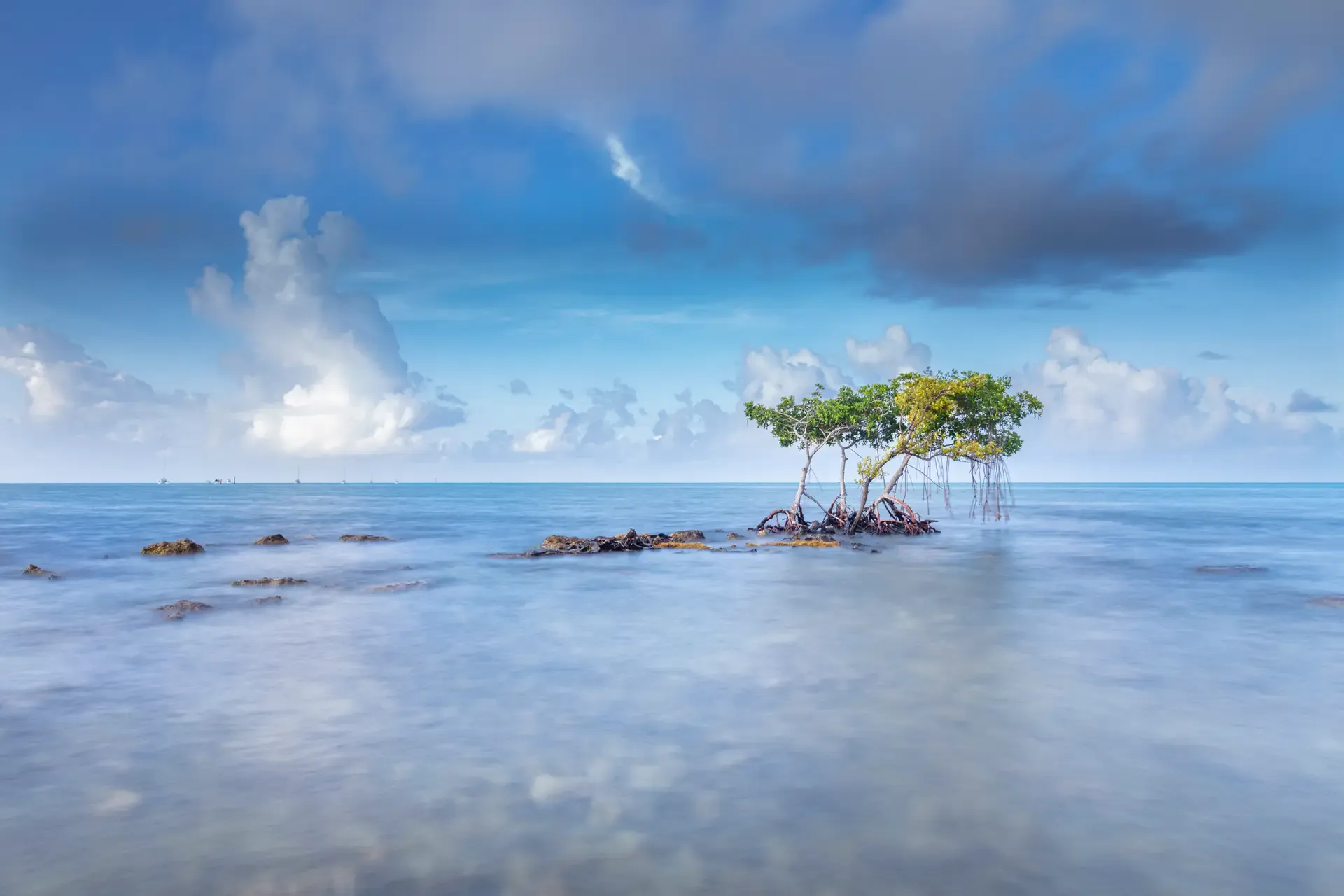 Lone mangrove tree in calm waters