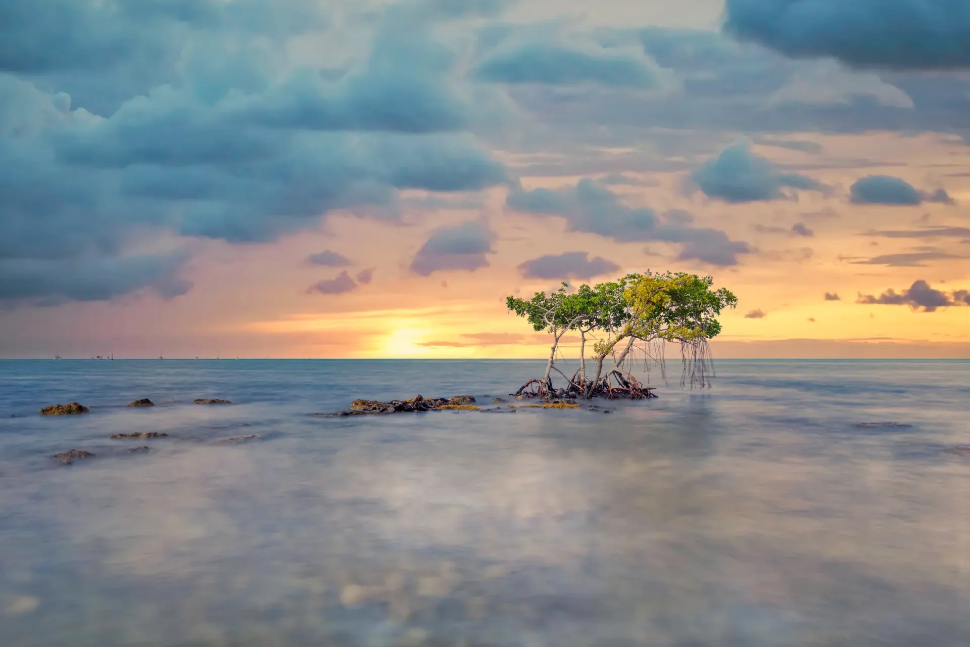 Serene mangroves at sunset over water