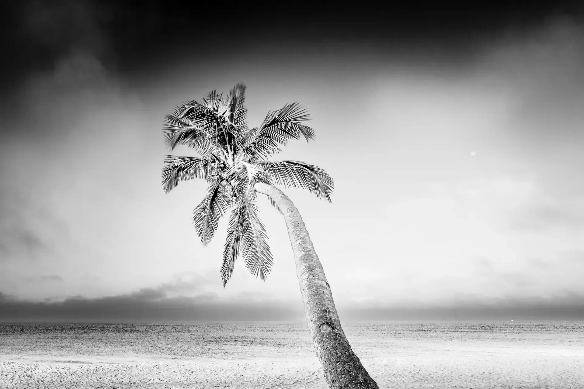 Lonely palm tree on beach