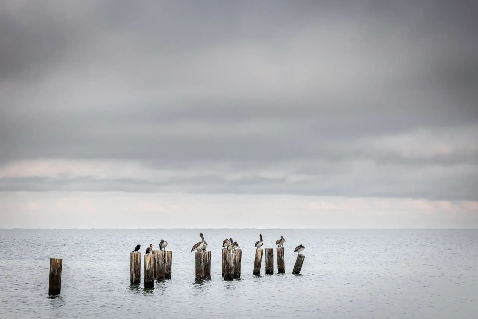 Birds perched on weathered pilings