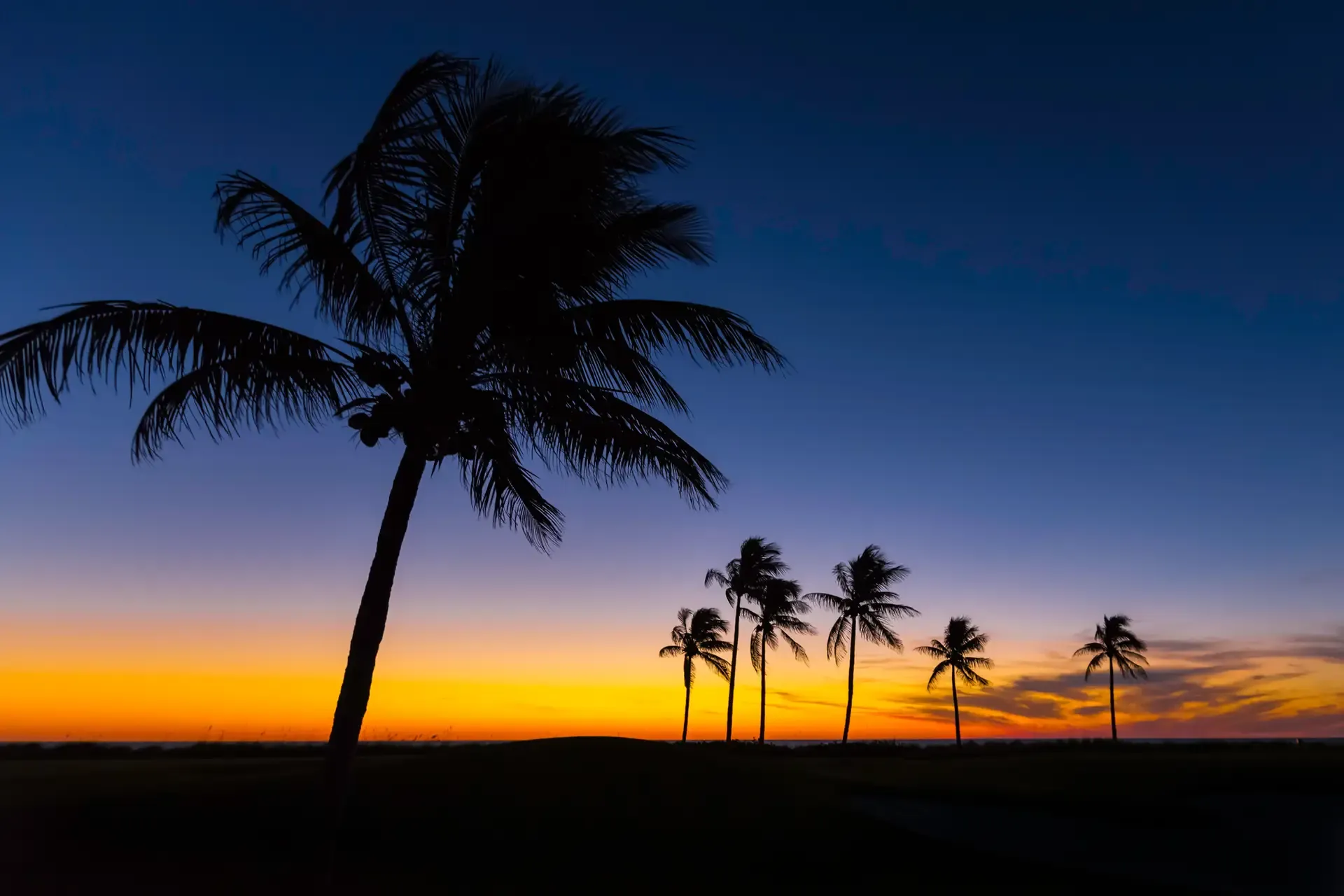 Silhouetted palms against colorful sunset