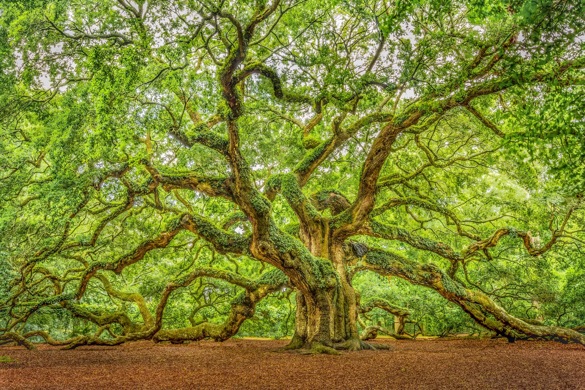 Majestic Angel Oak Tree with sprawling branches