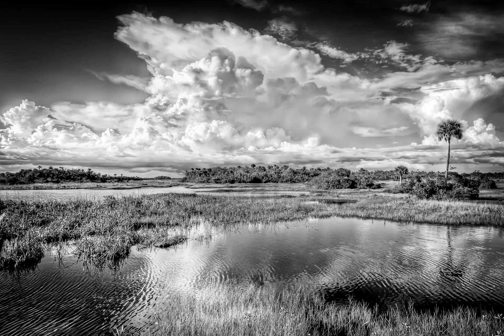 Black and white serene wetland landscape.