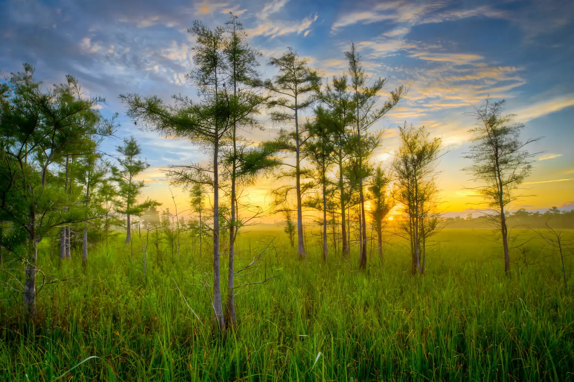 Sunset over lush green wetlands