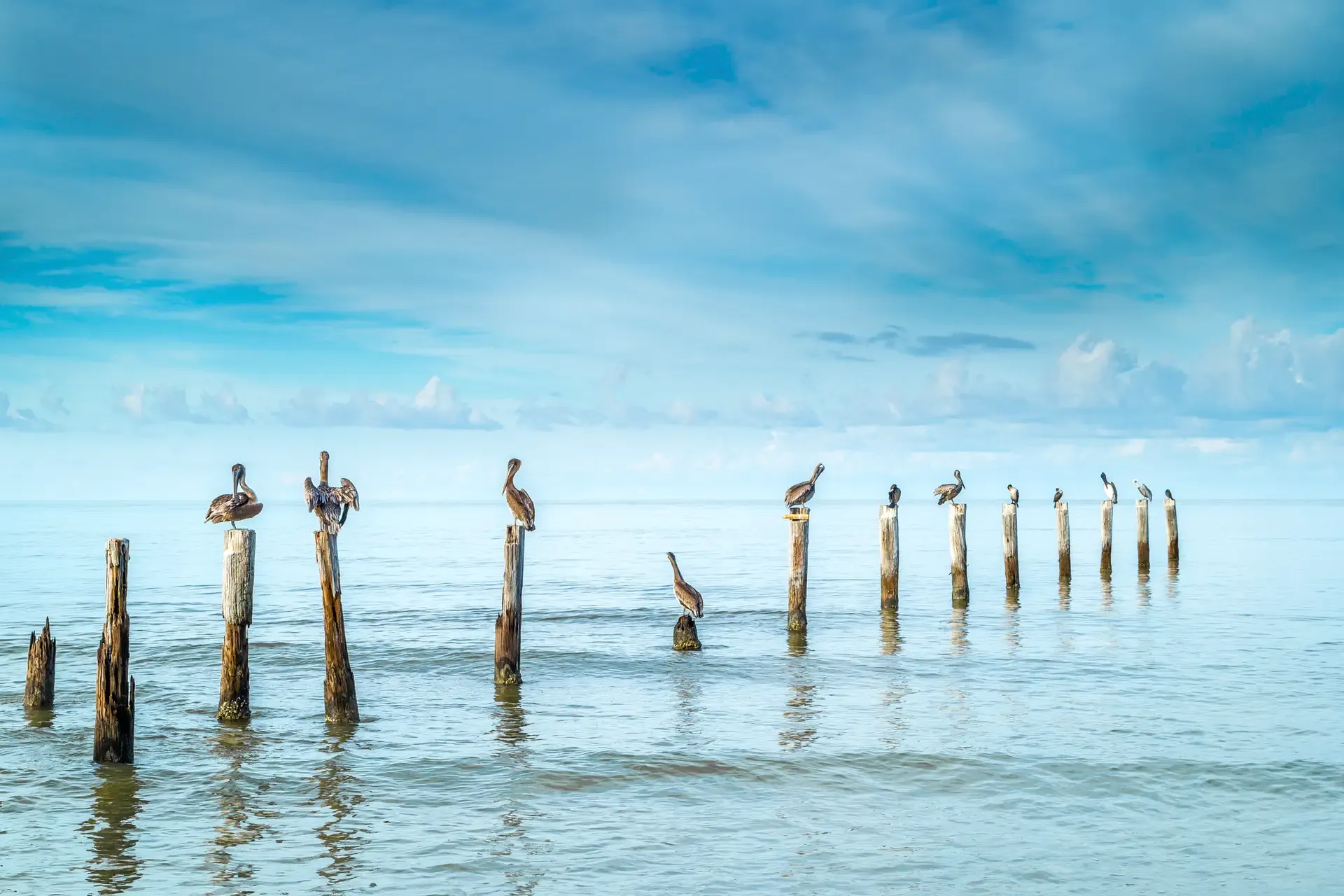 Pelicans perched on weathered pilings