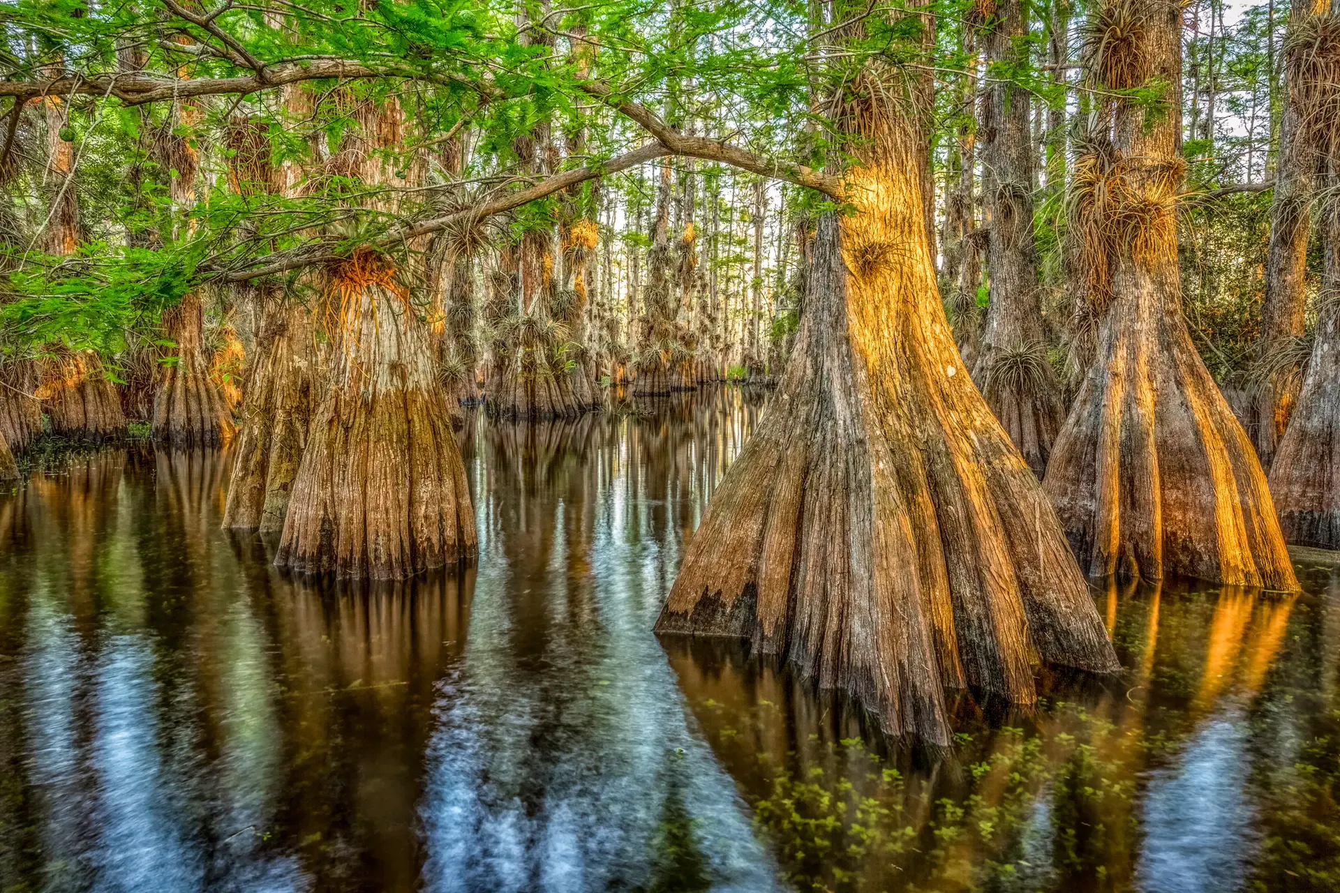 Cypress trees in tranquil water