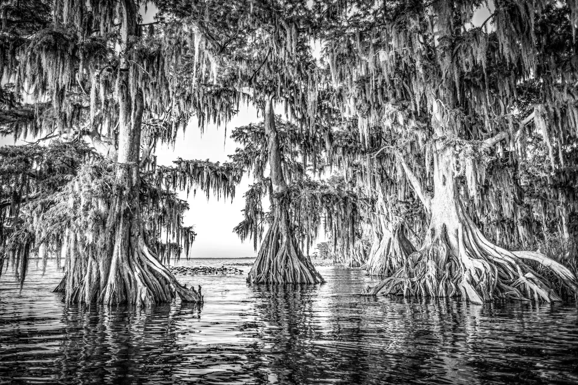 Cypress trees reflected in calm water.