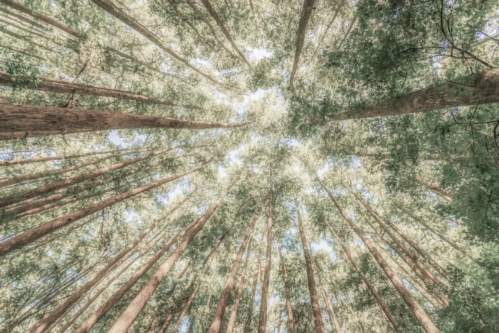 Tall trees reaching towards the sky