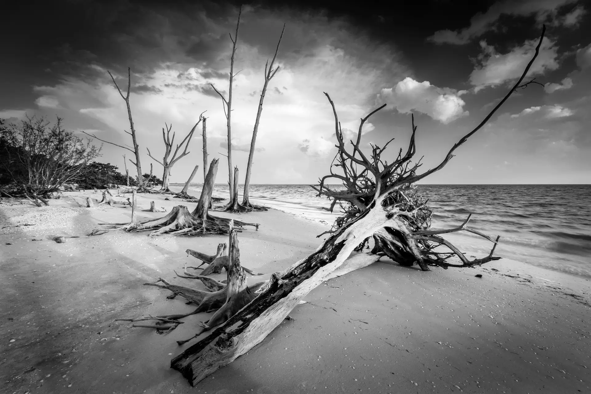 Barren beach with twisted driftwood