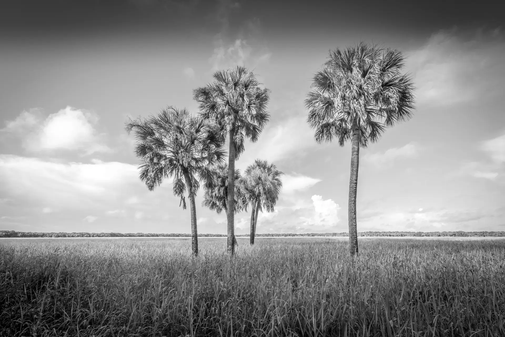Palm trees in a grassy landscape