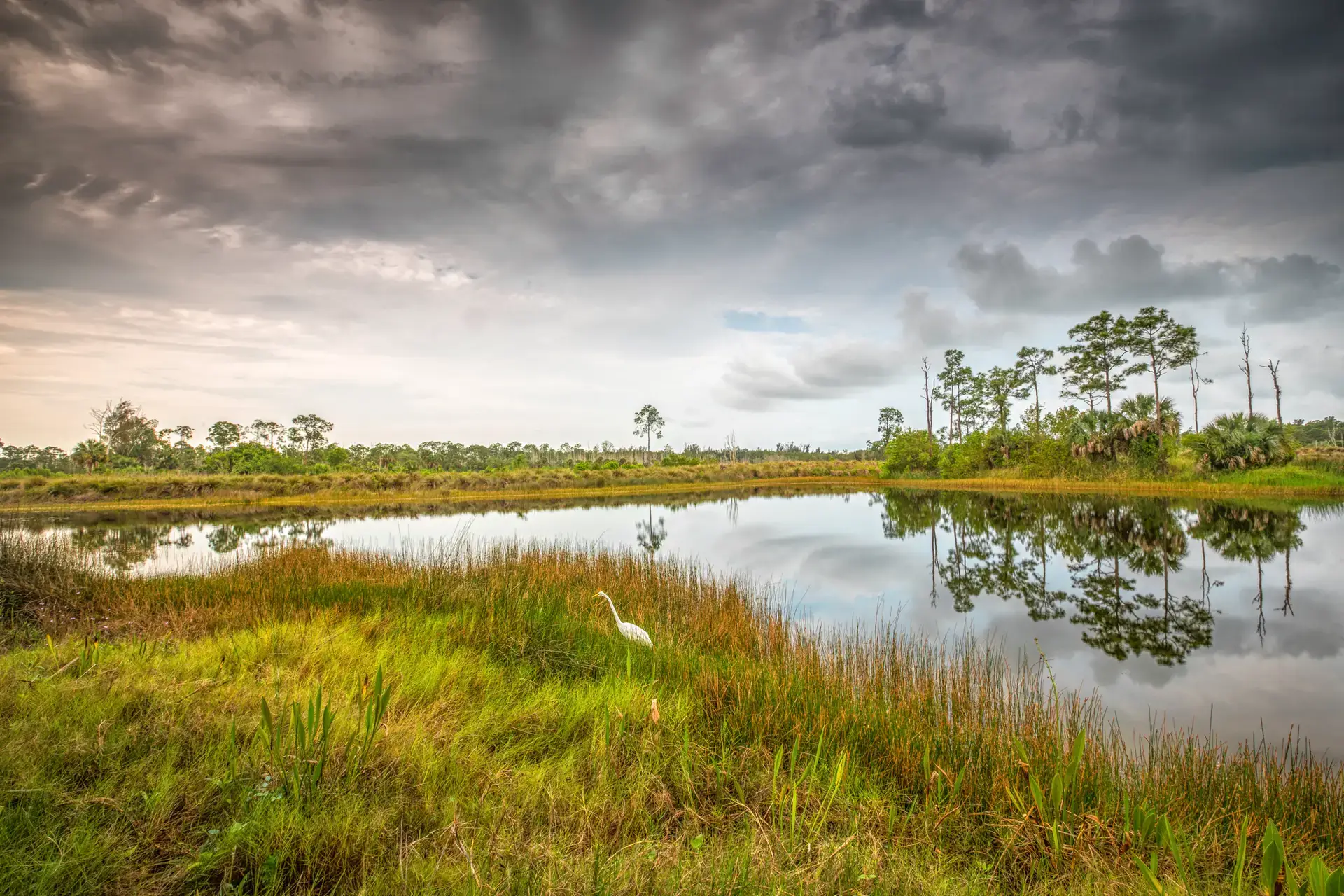 Serene wetland with heron reflection
