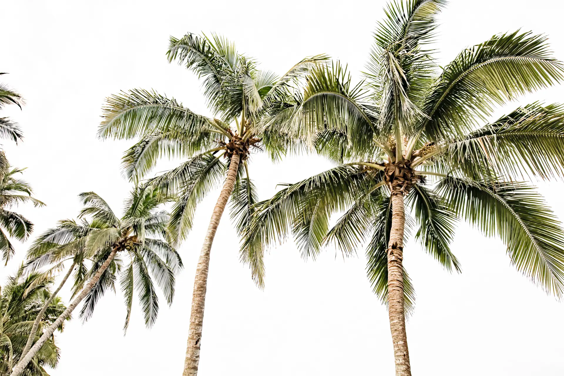 Tall palm trees against white sky
