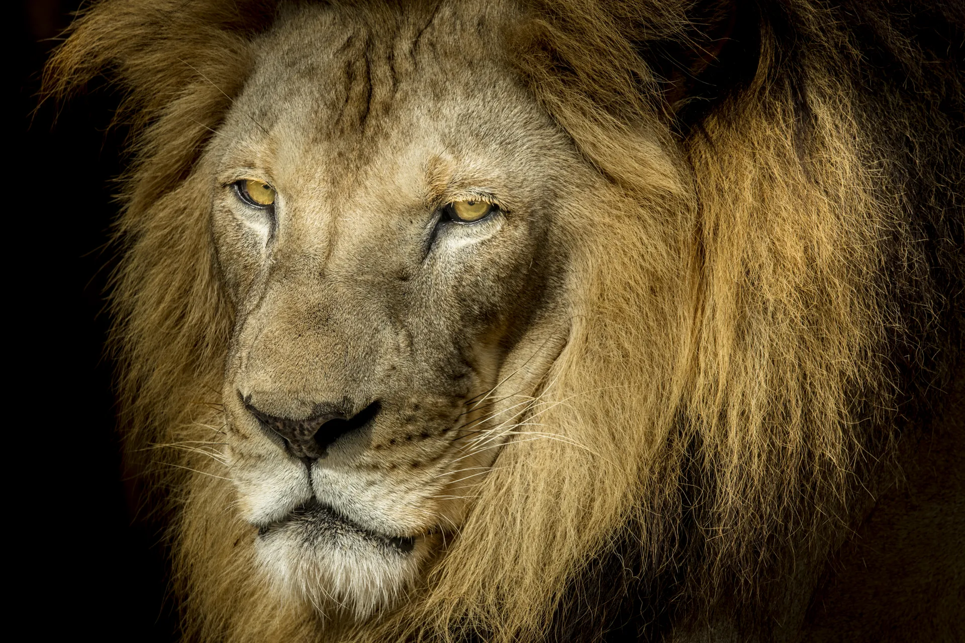 20180420-1K3A0013Lion 1