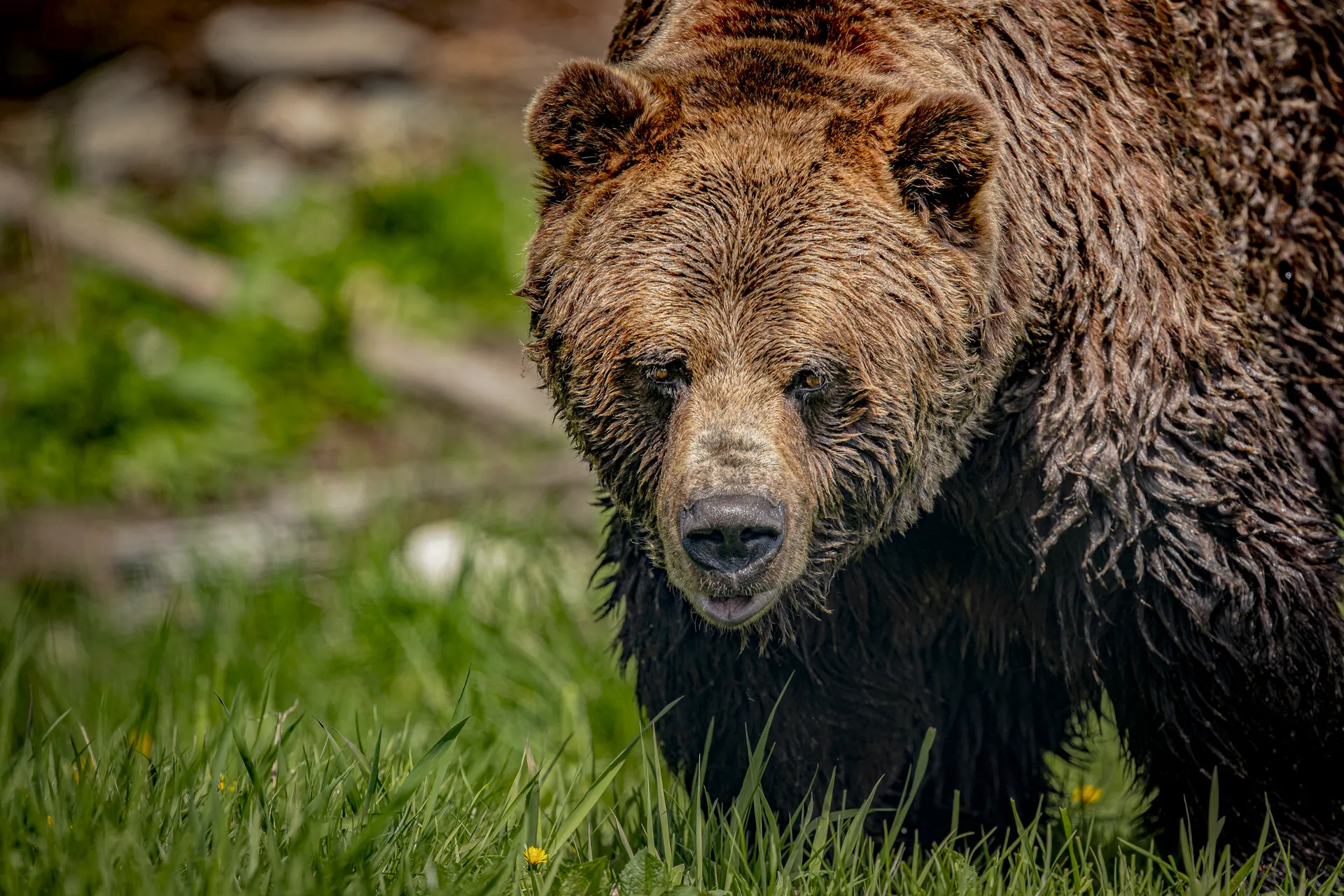 Bear 4