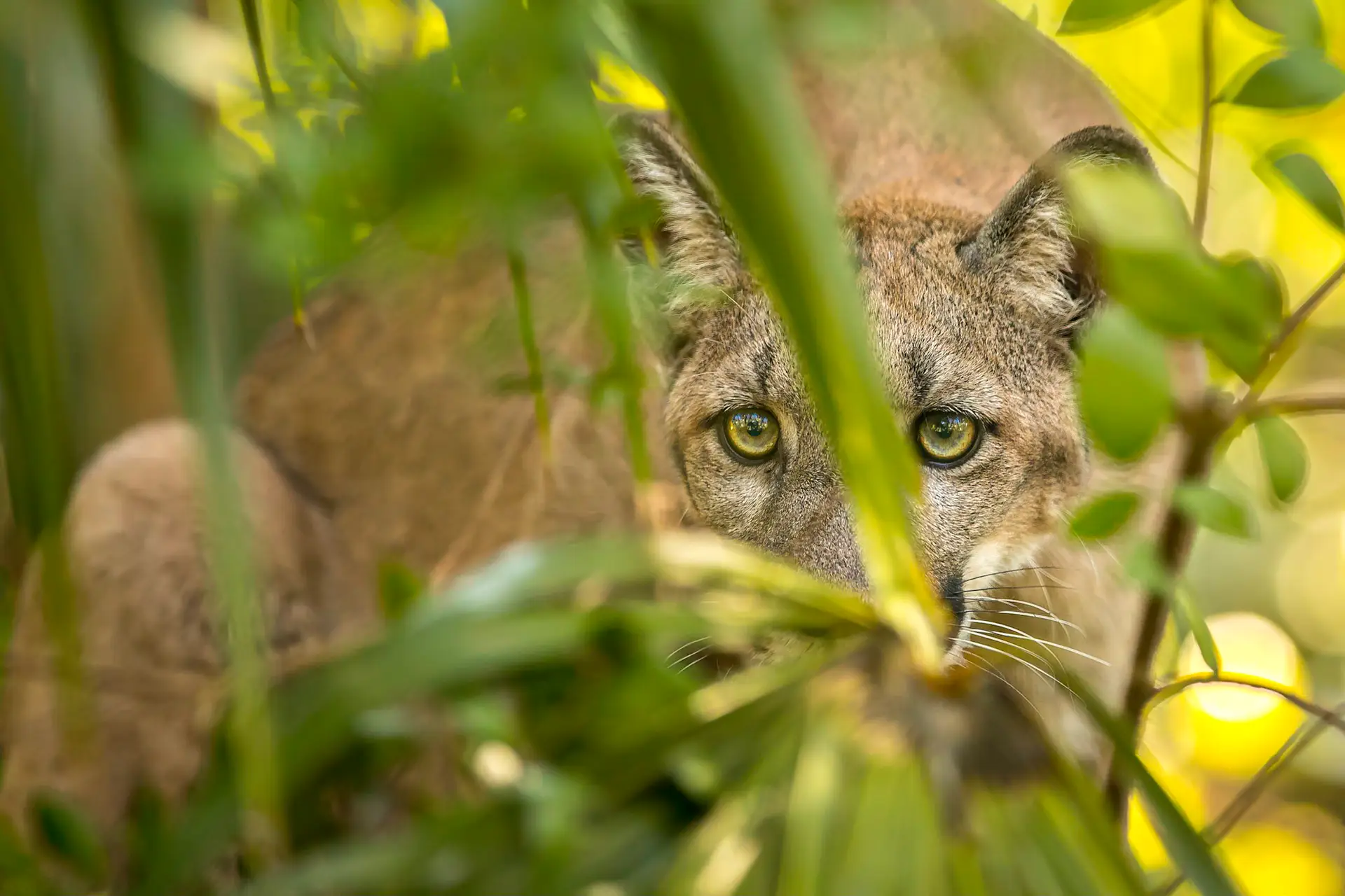Florida panther hiding in foliage