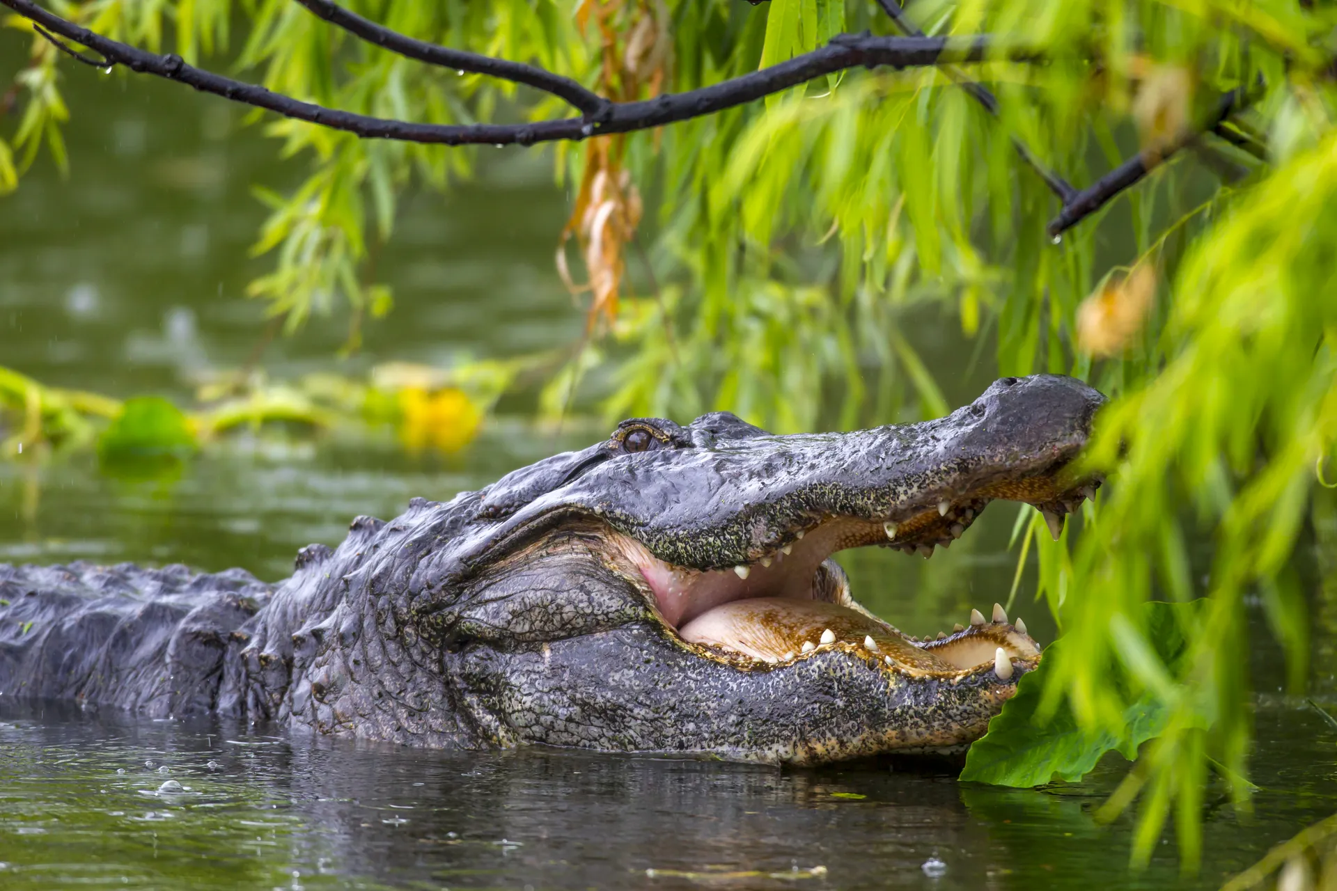 20120331-Alligator 13×20