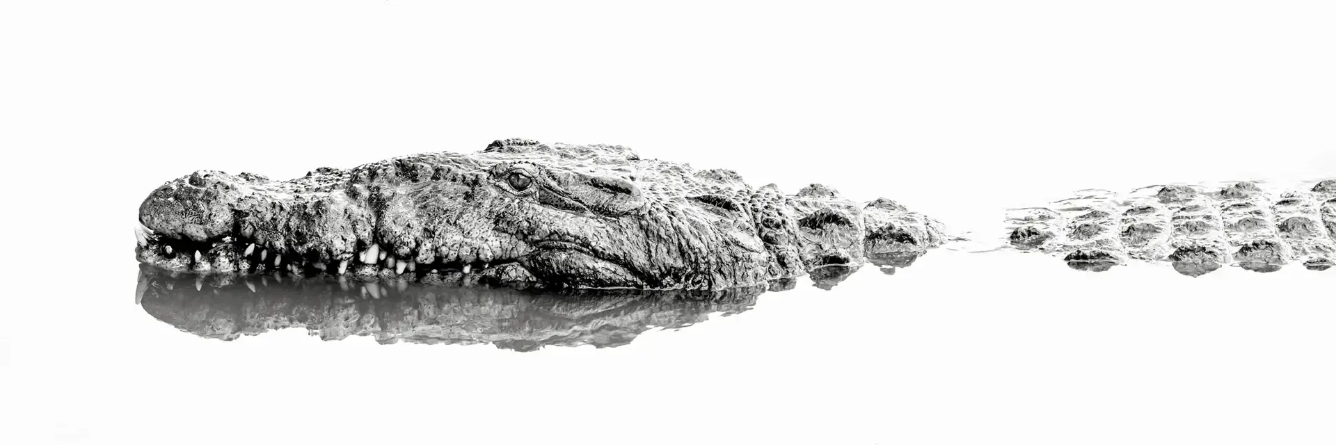 Crocodile resting on water surface