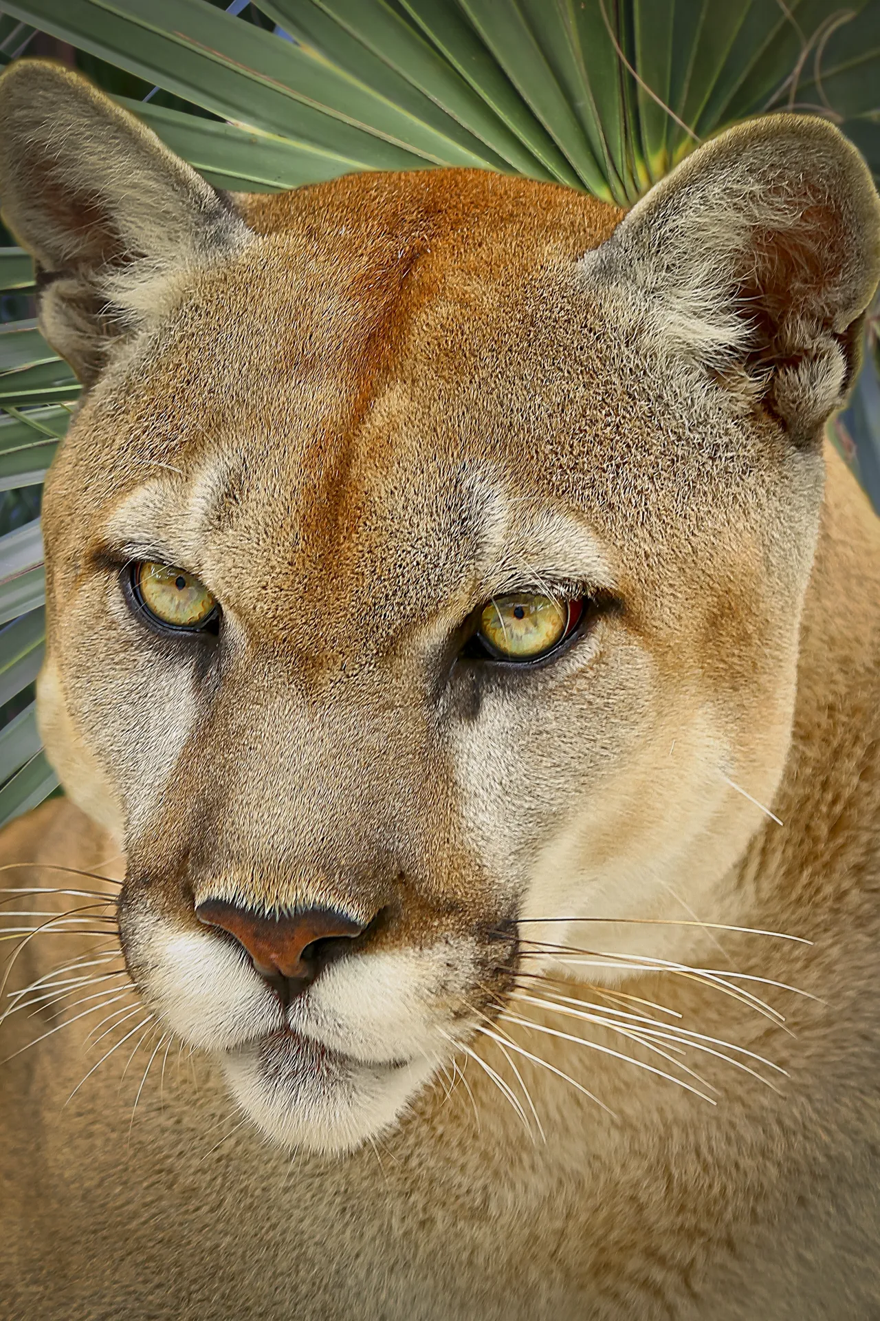 Florida Panther 2