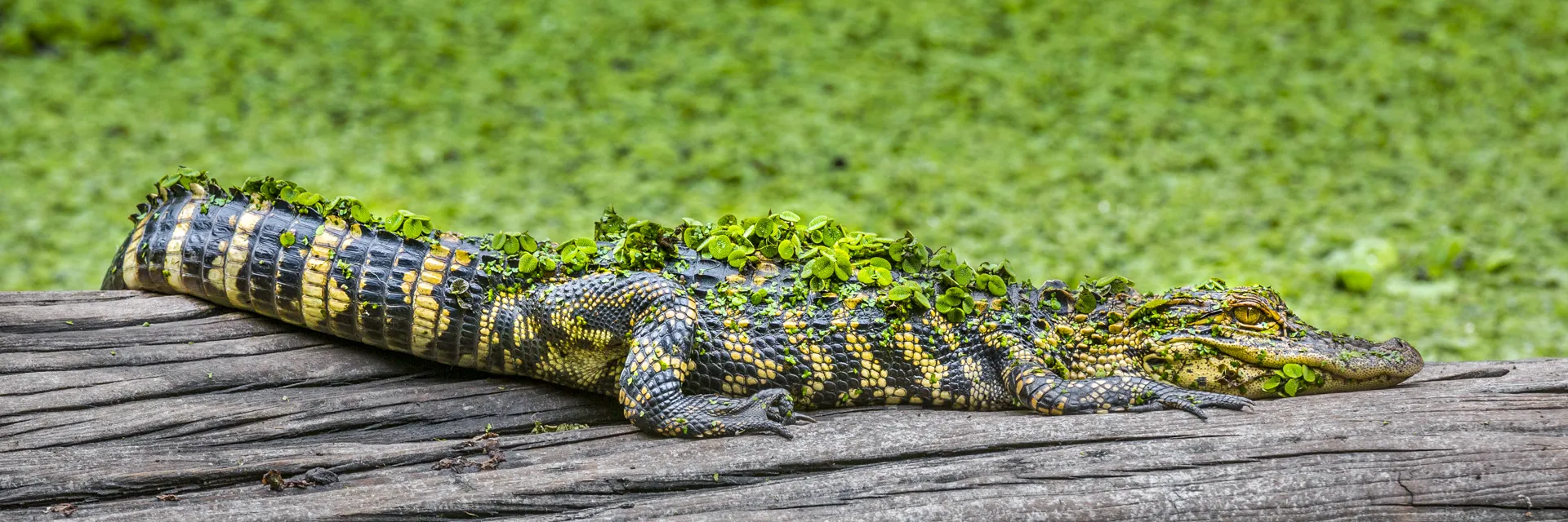 Alligator 5