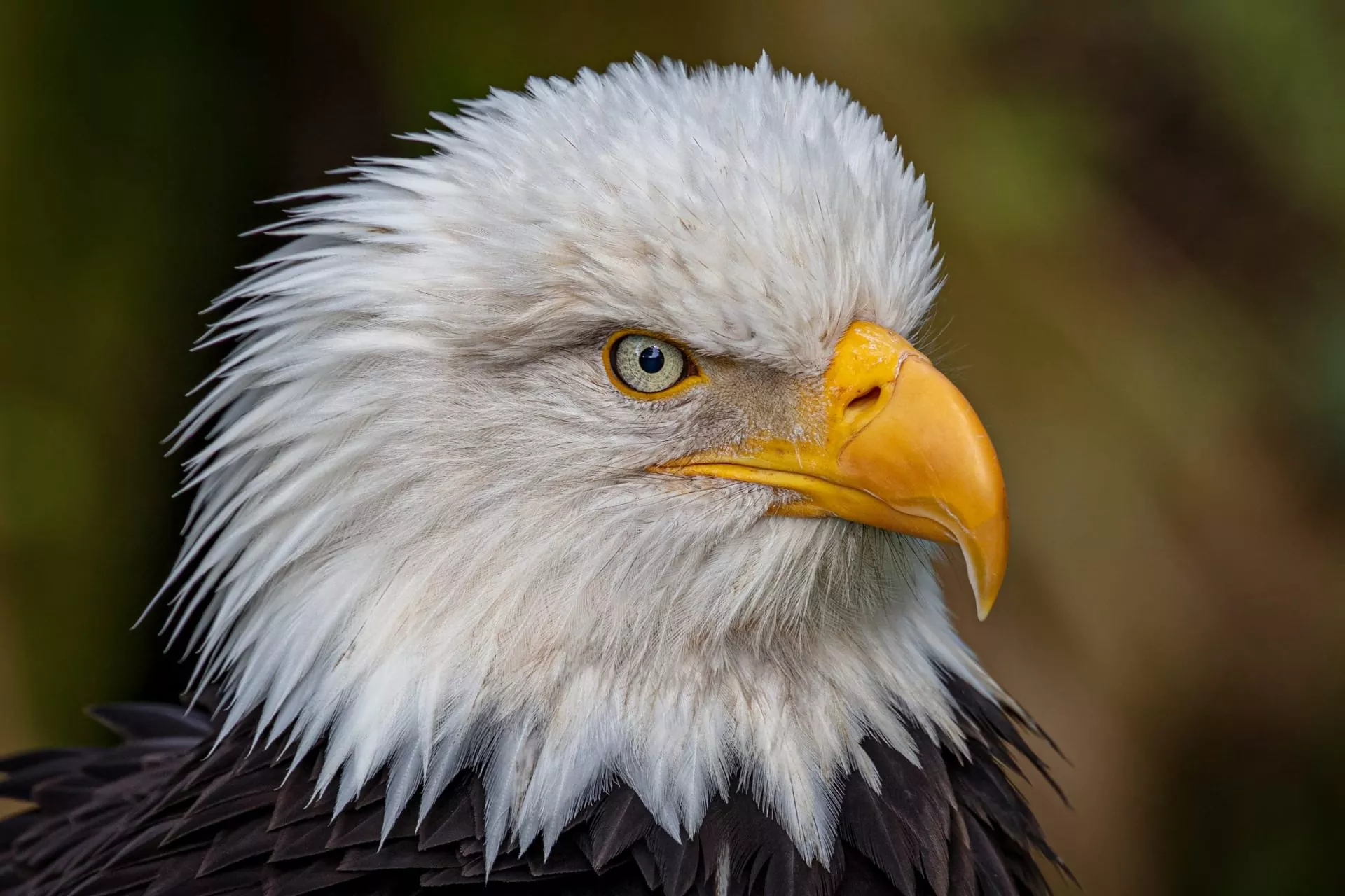 Bald-Eagle-9