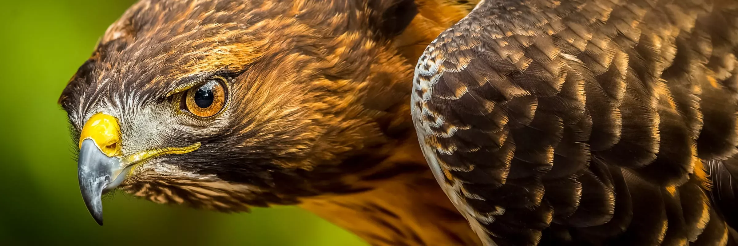 Red-Tailed-Hawk-1