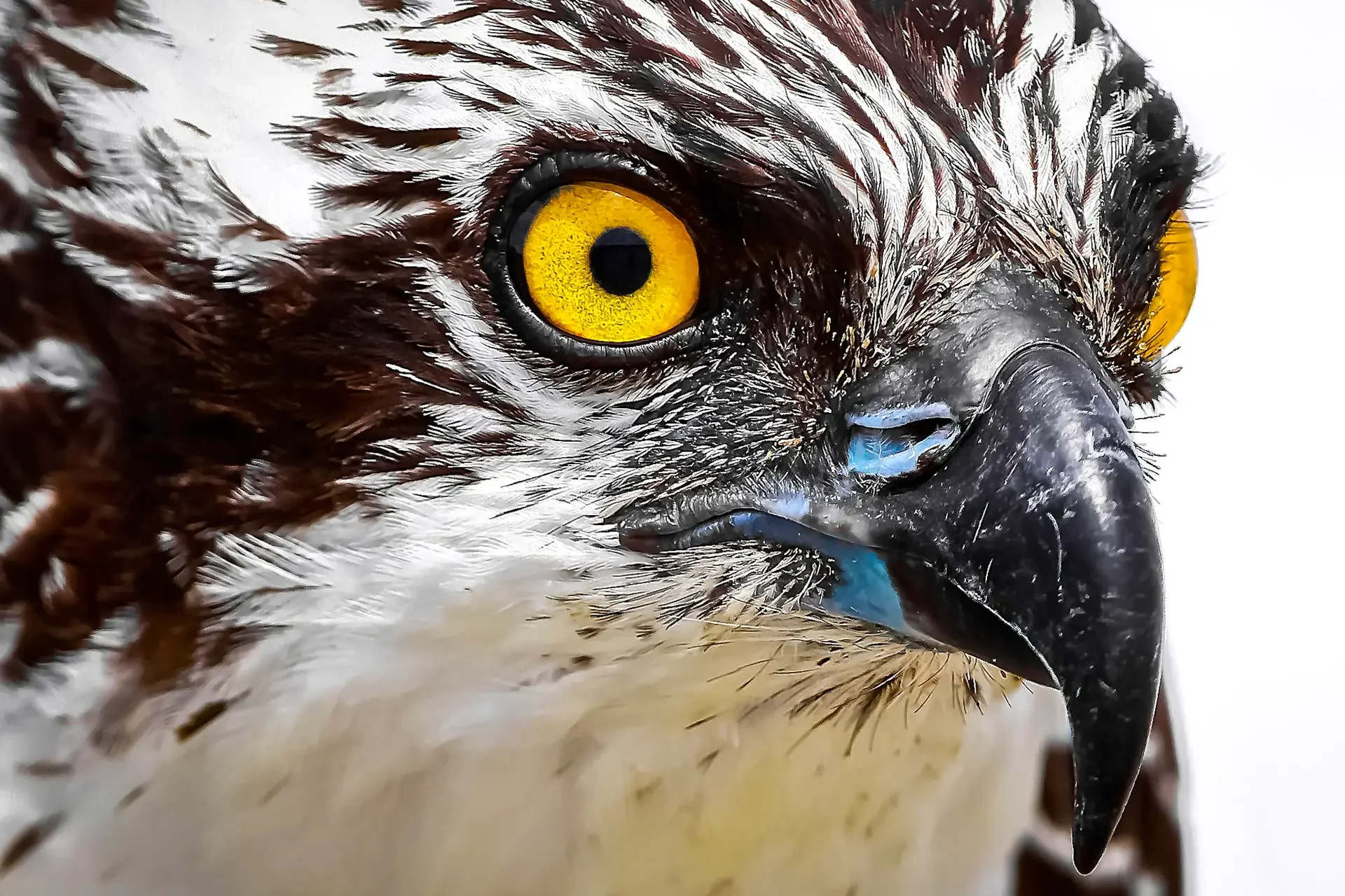 Close-up of a hawk's face.