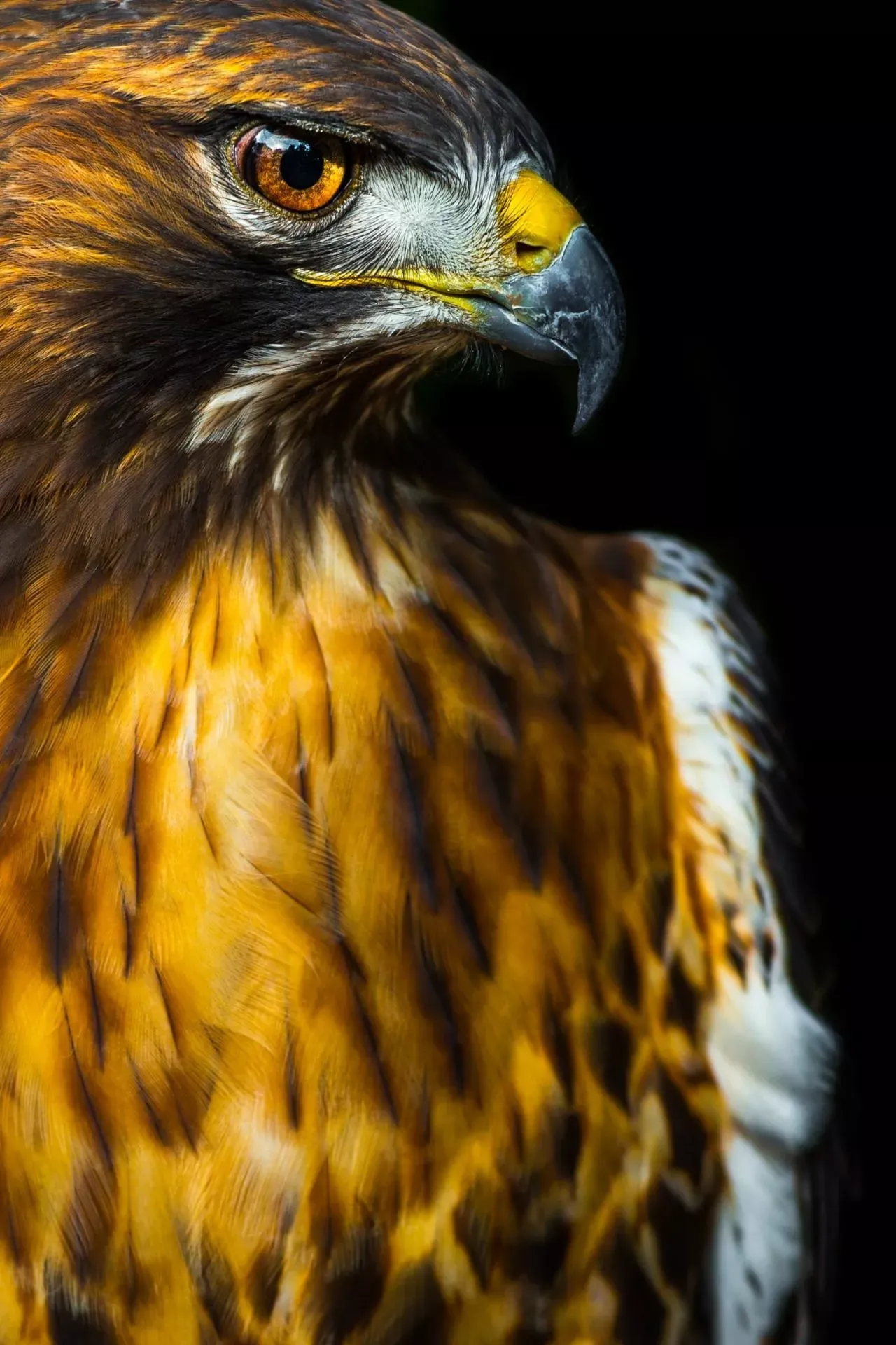Red-Tailed-Hawk-2