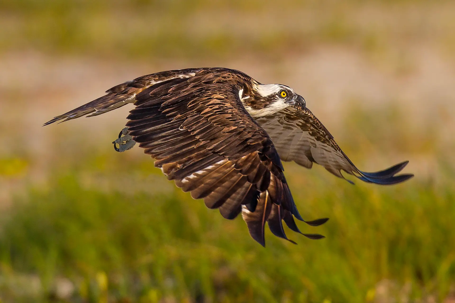 Osprey flying over green grass
