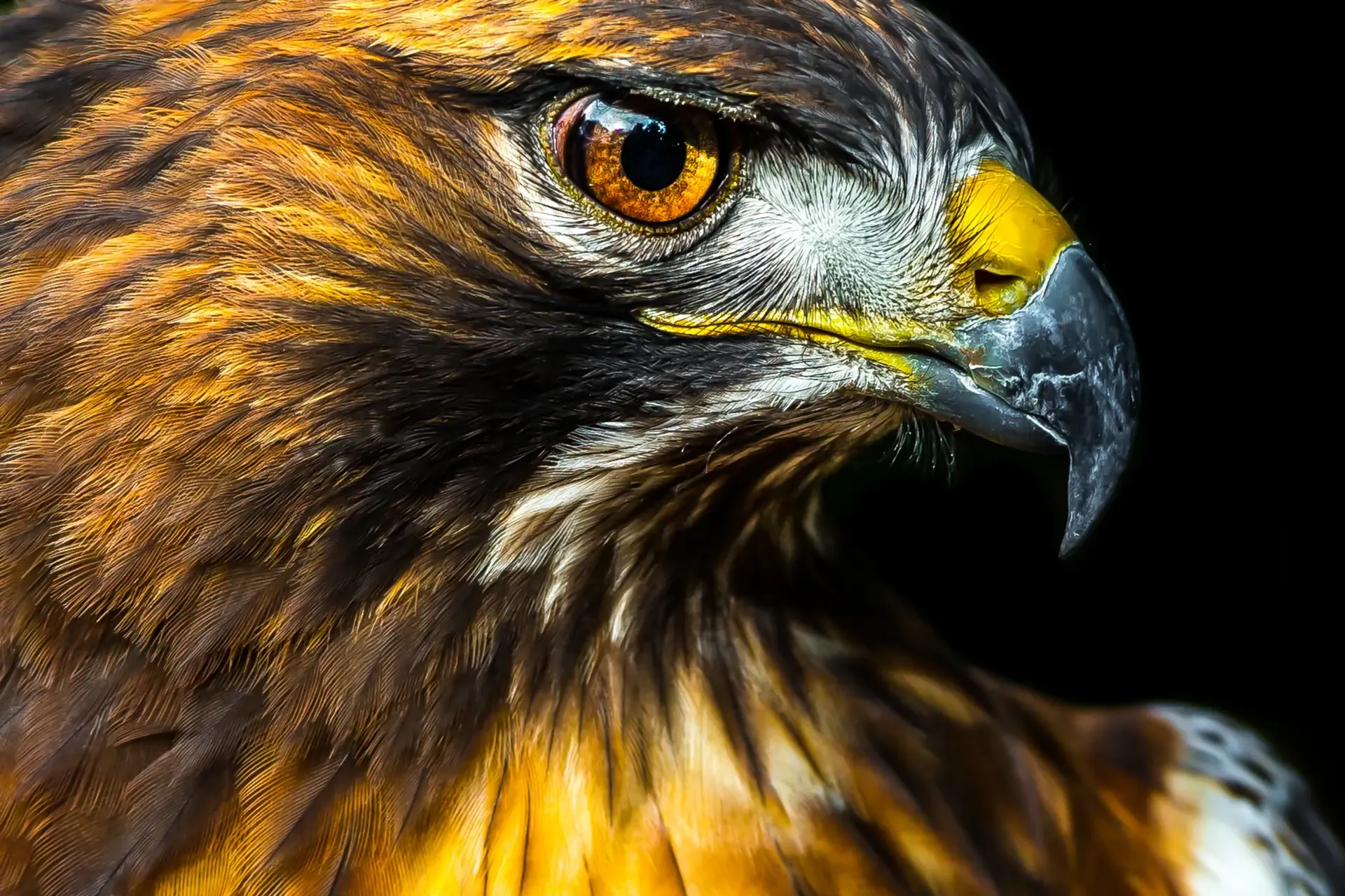 Close-up of a majestic red tailed hawk