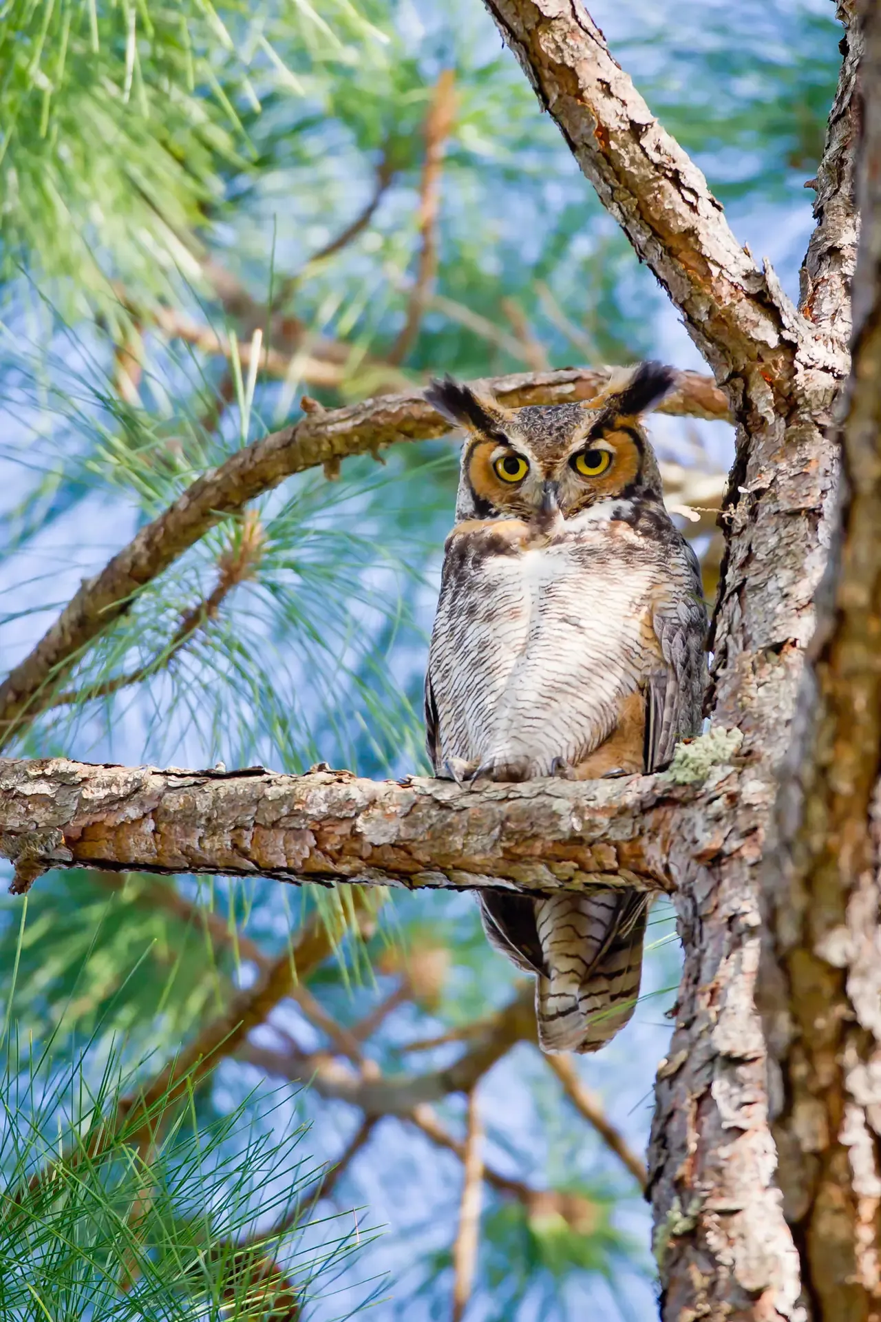 Owl perched on tree branch.