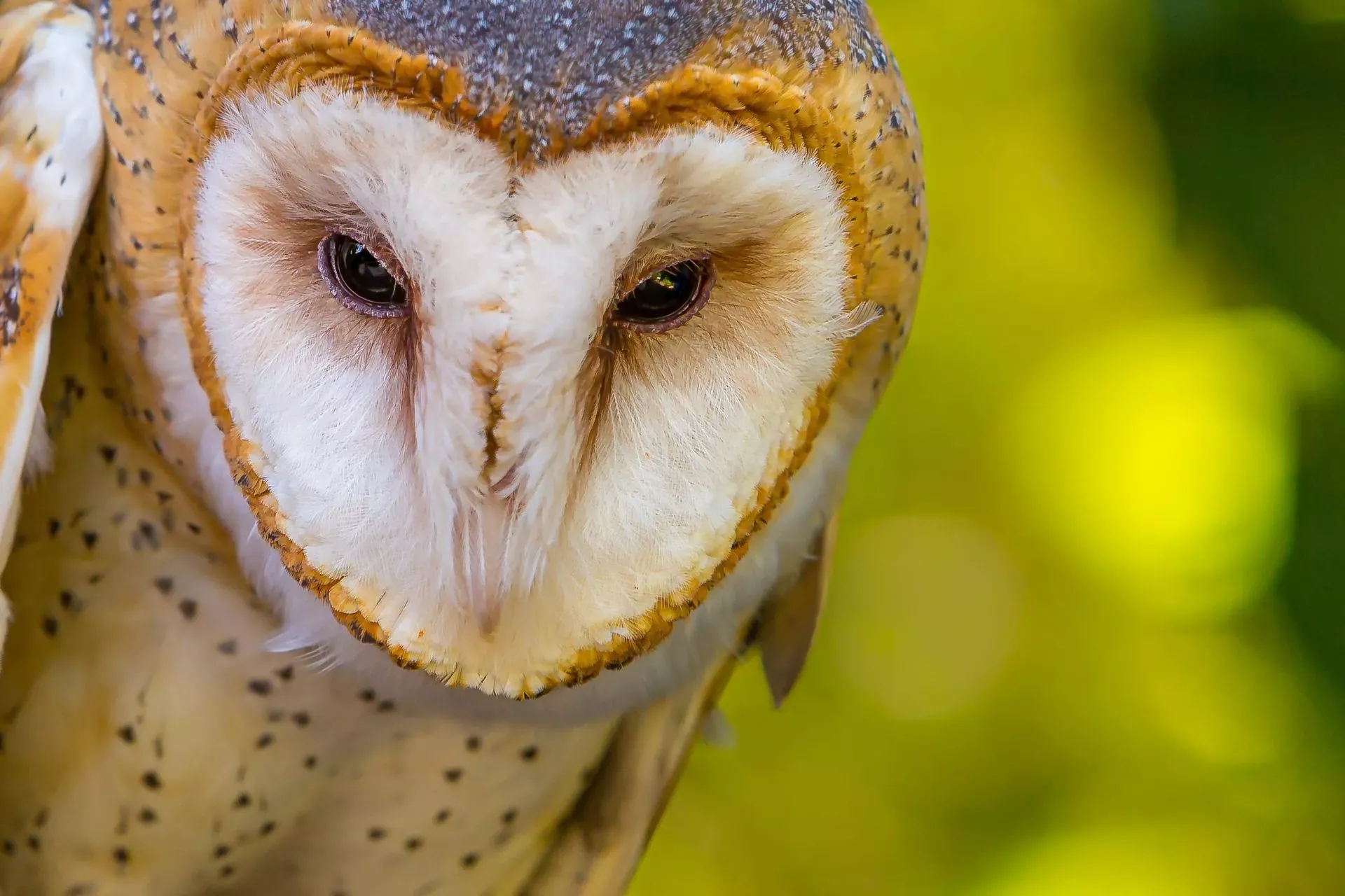 Owl-2