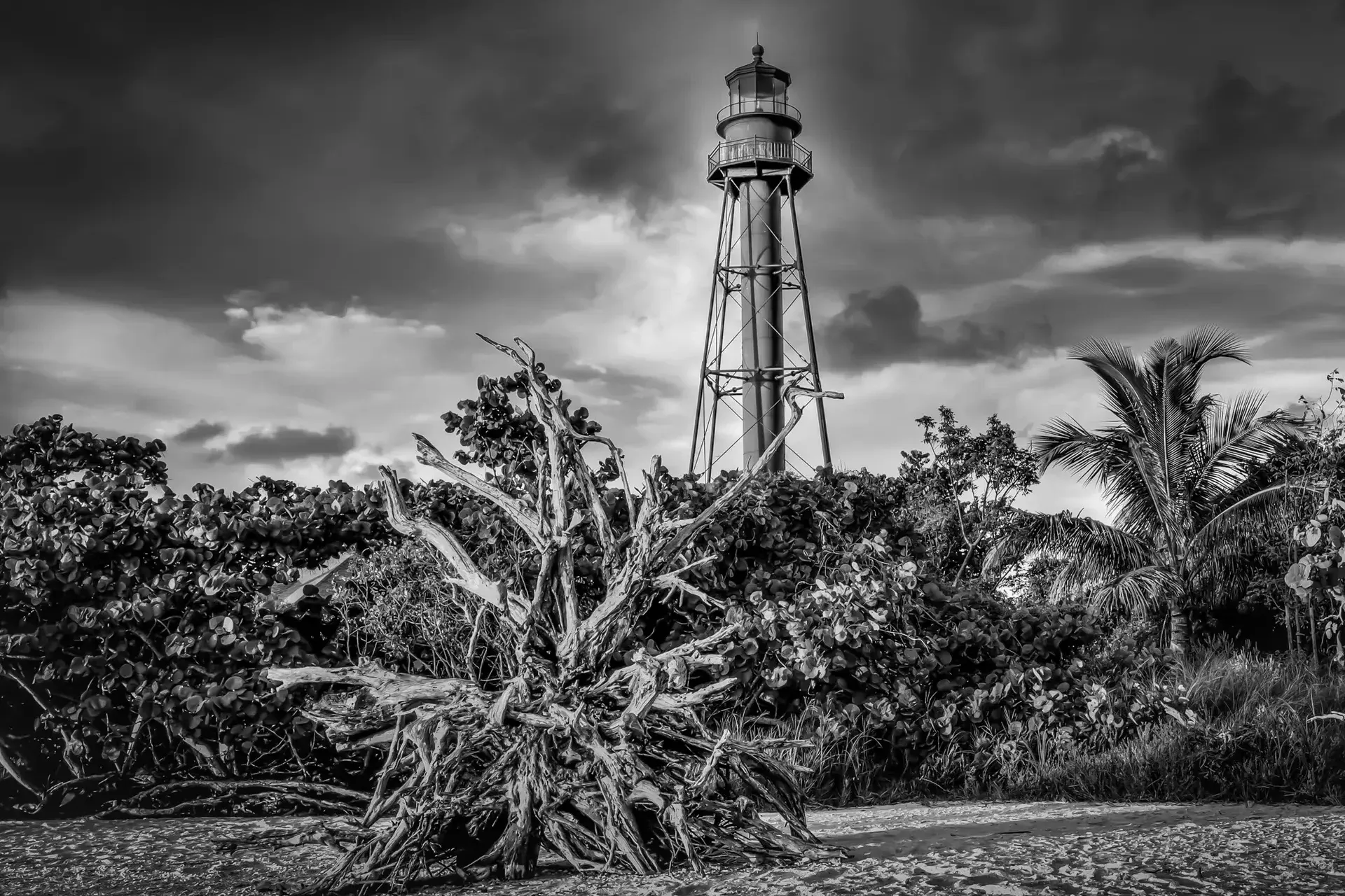 Lighthouse beside twisted tree roots