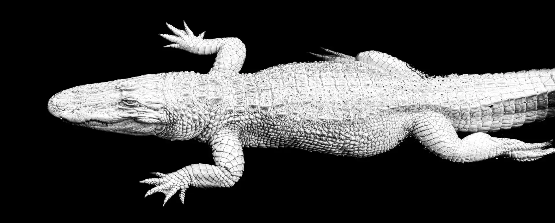 White alligator on black background