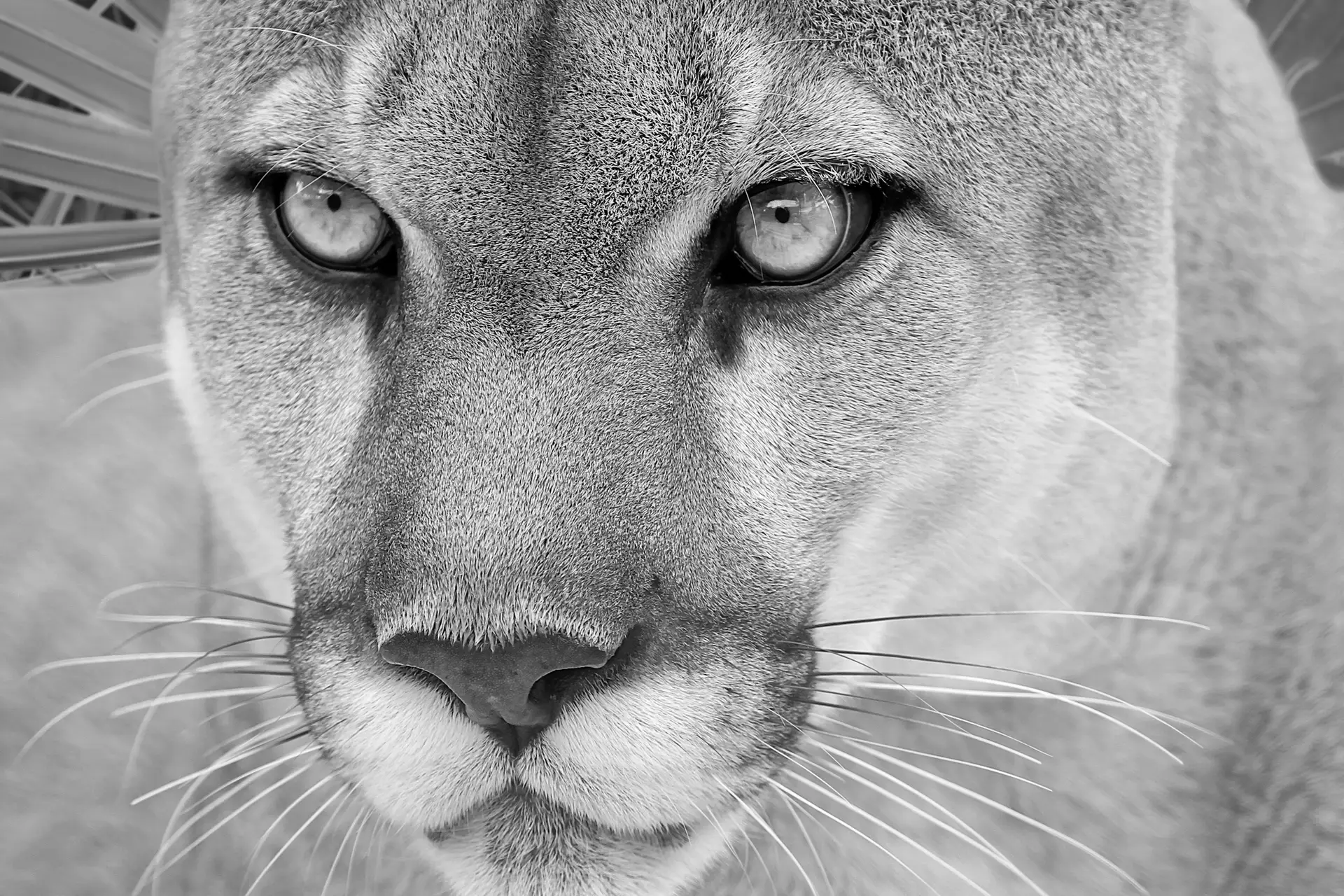 Close-up of a panther.