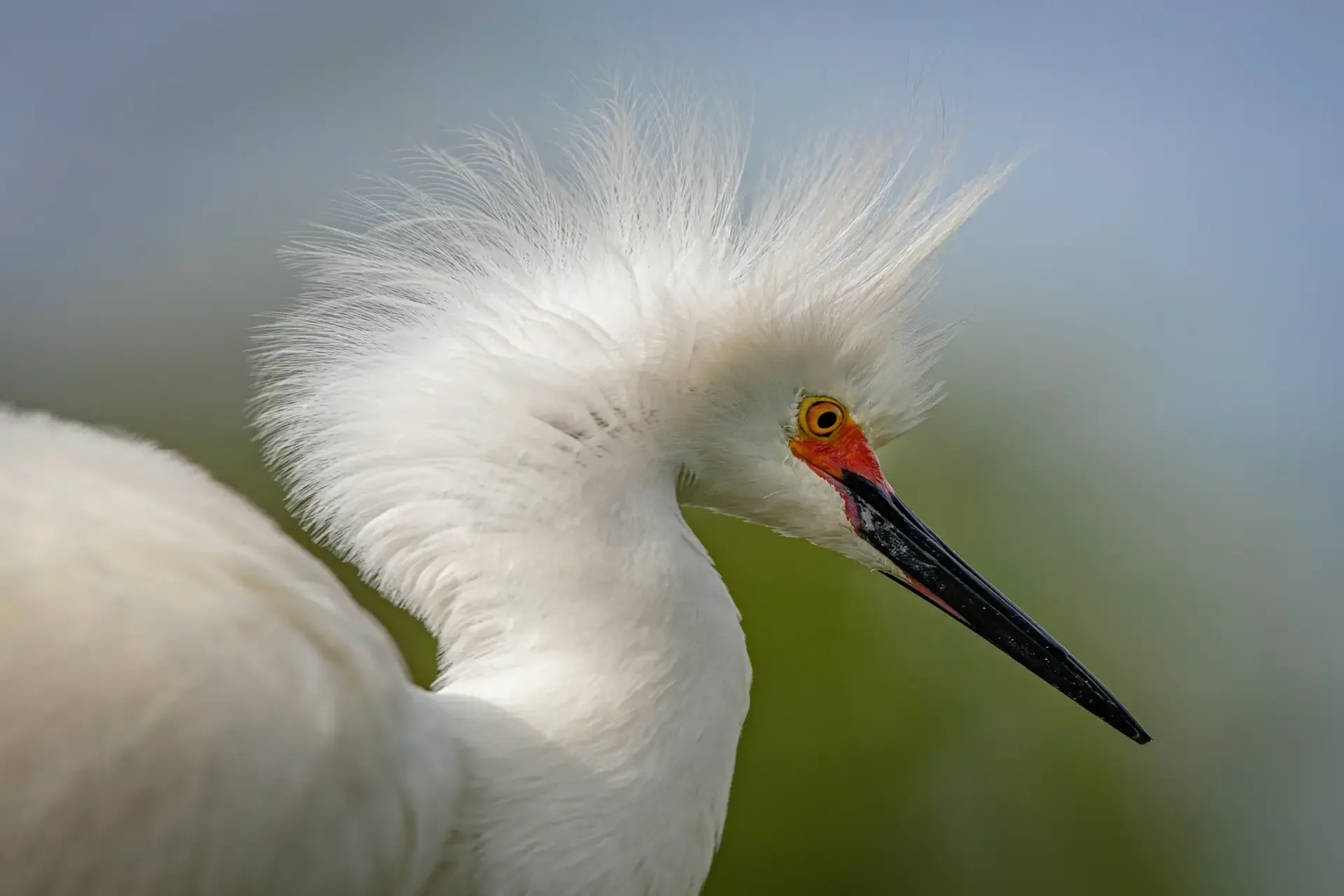 White bird with striking plumage