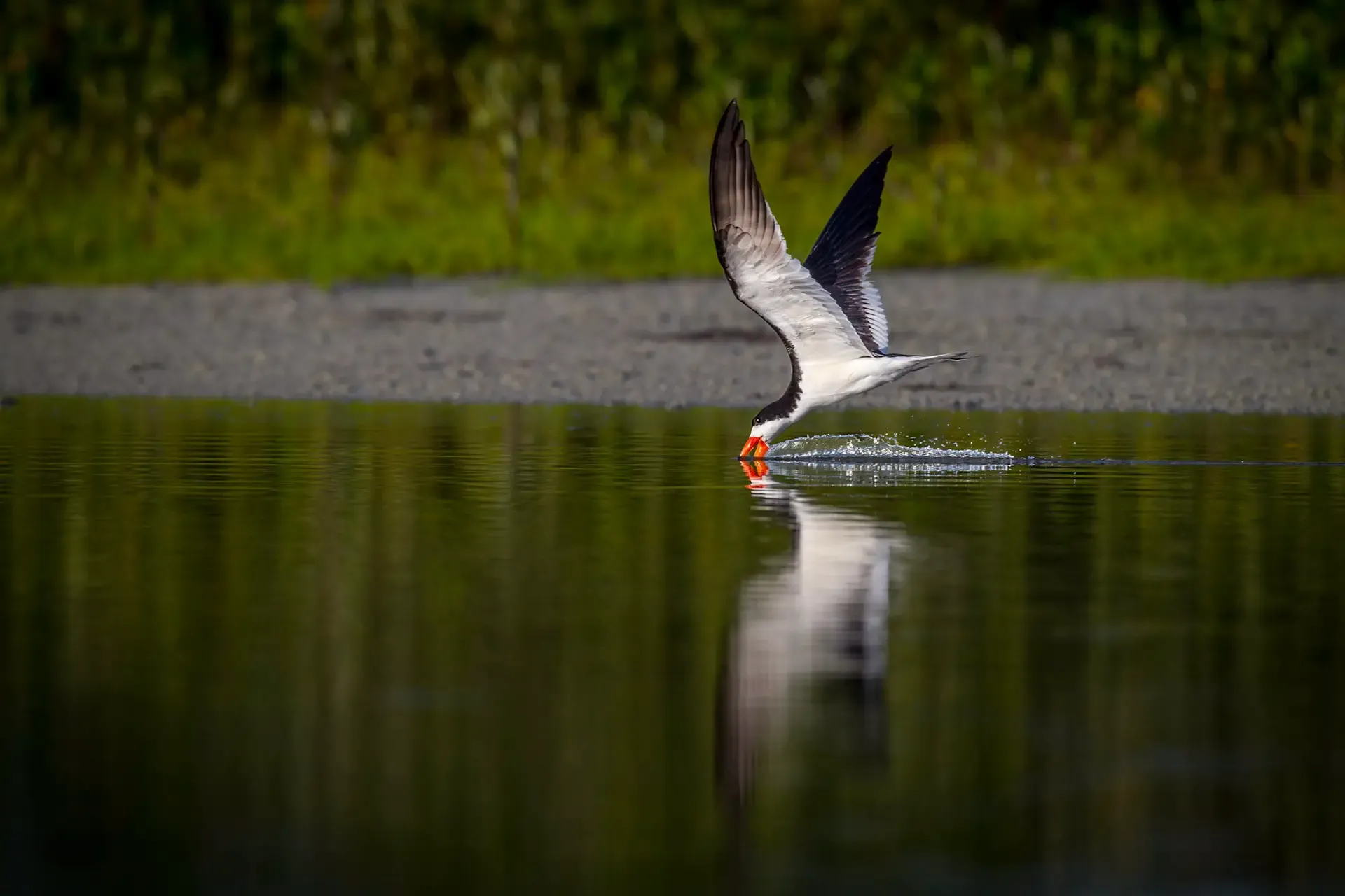 Bird skimming water surface gracefully