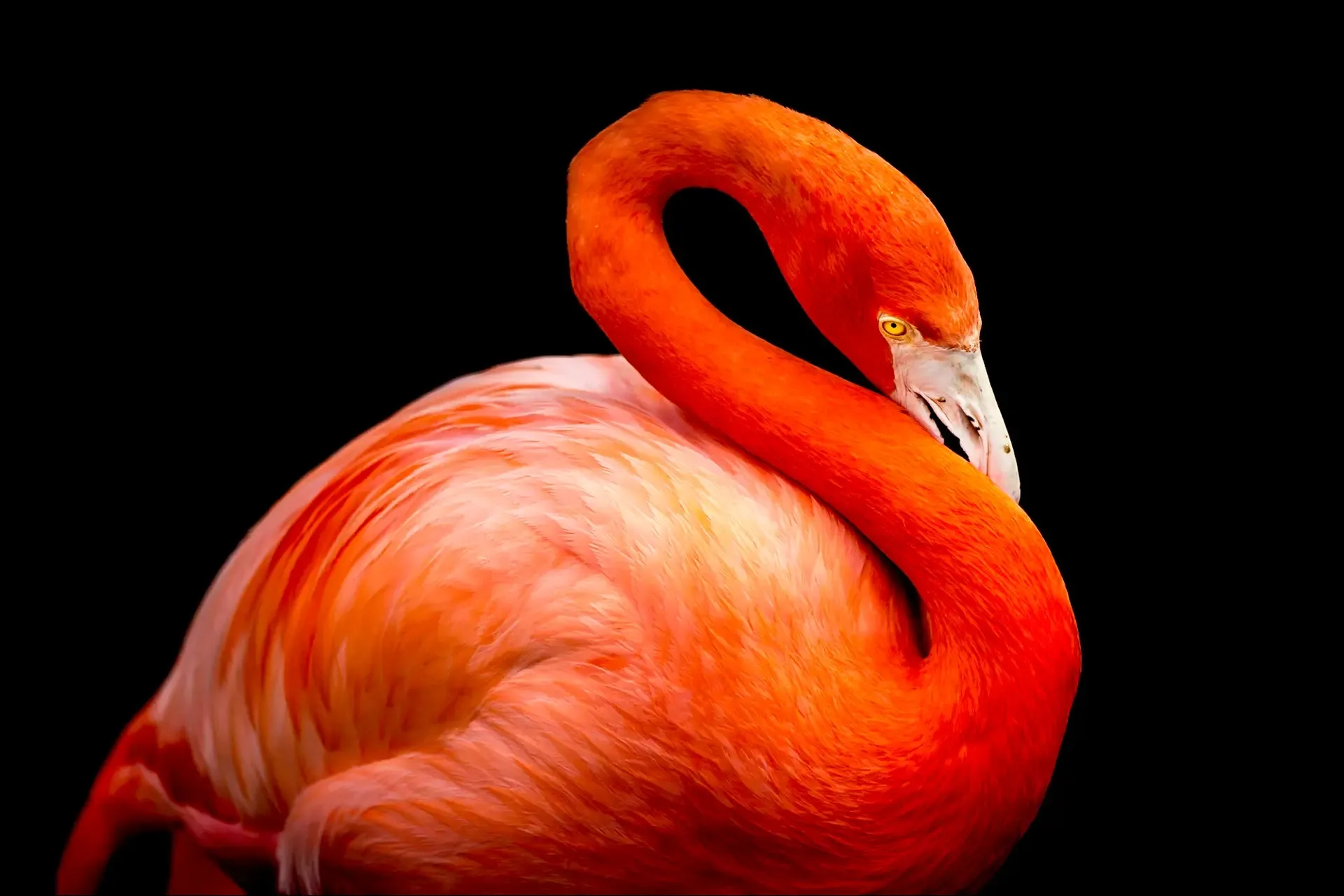 Vibrant orange flamingo against black