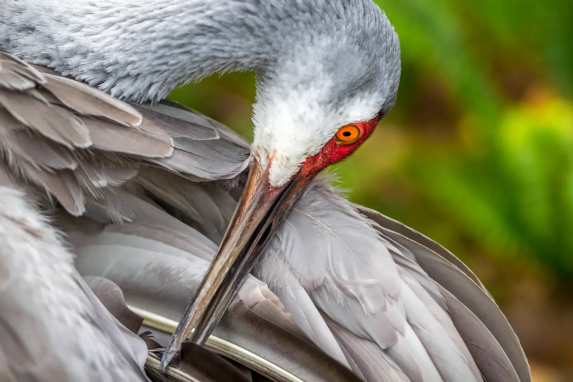 Close-up of a crane's head