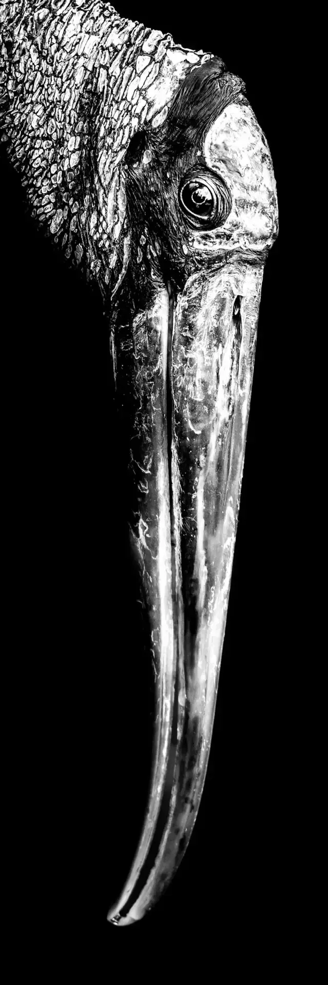 Close-up of a bird's head